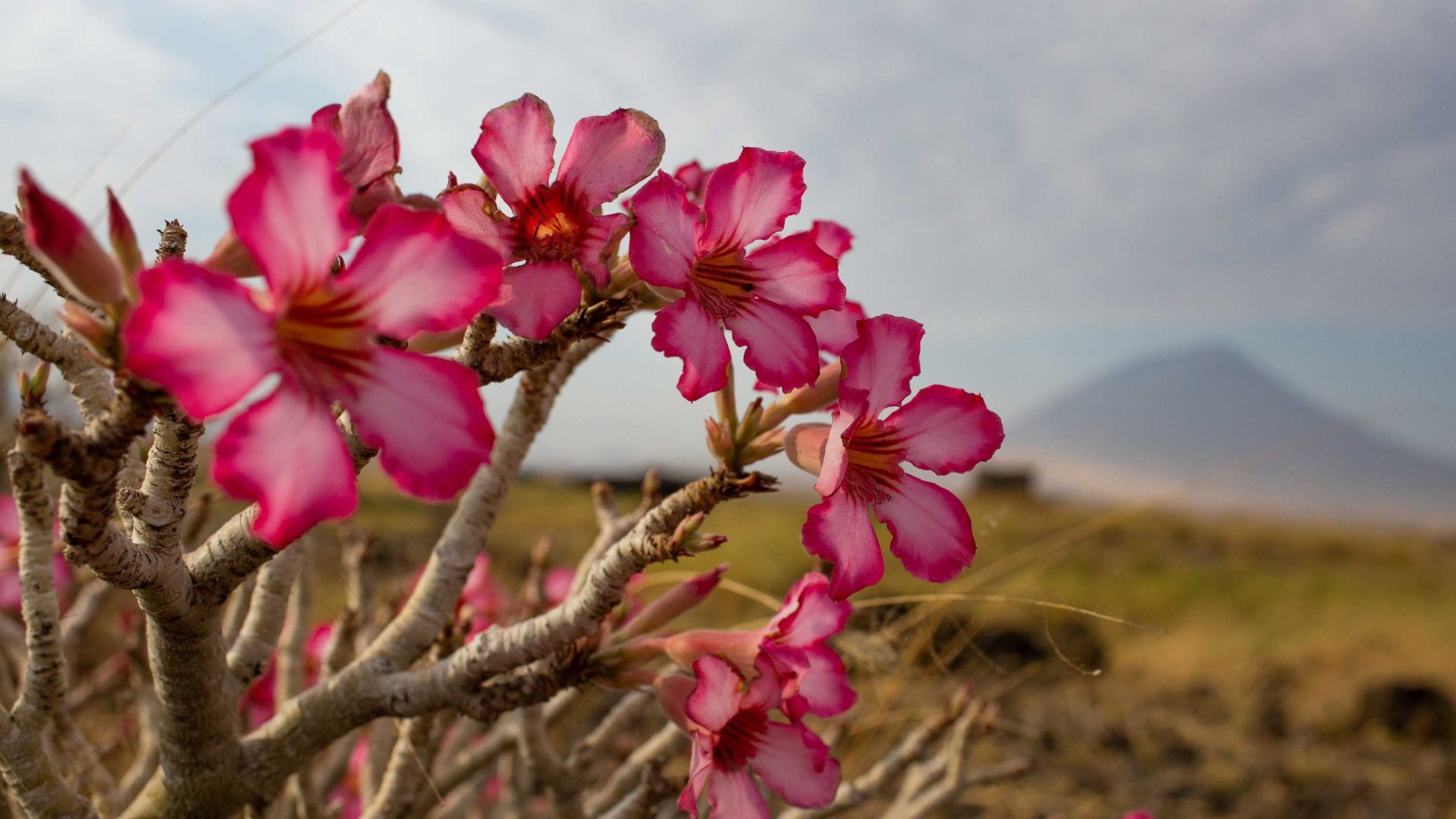 The pink flowers of the desert rose.