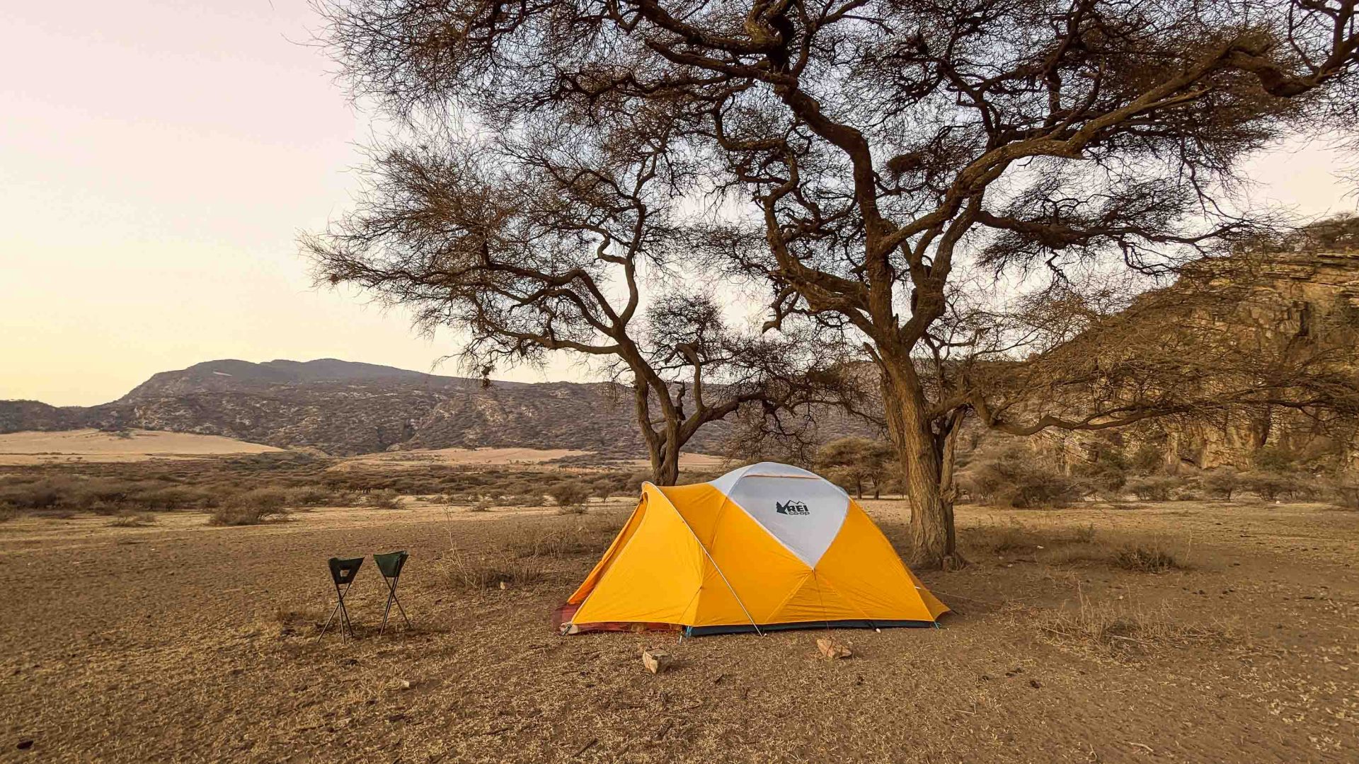 A yellow tent under an acacia tree.