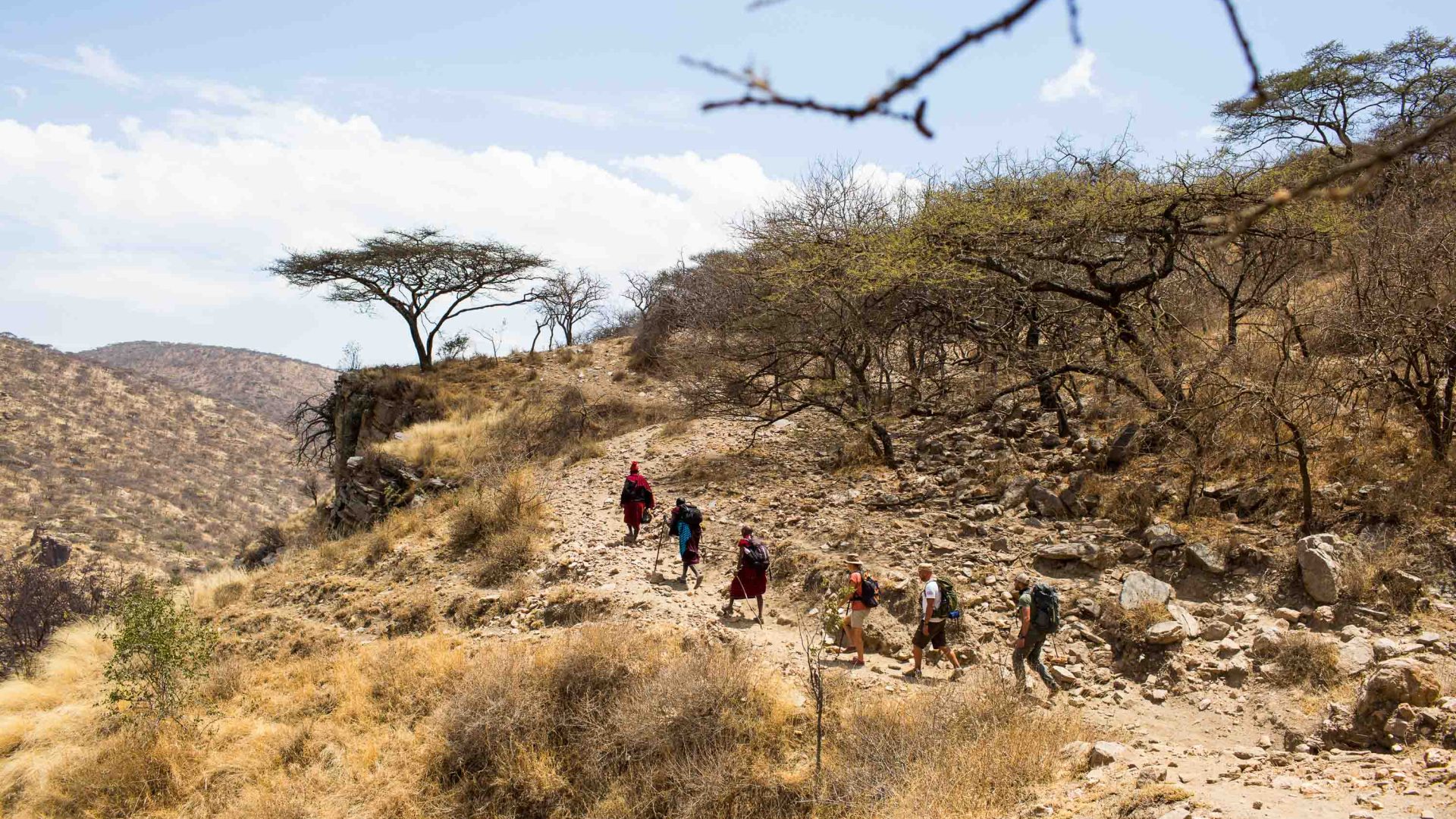 Local Maasai people lead a small group of hikers on a hike up a hill which is dotted with acacia trees.