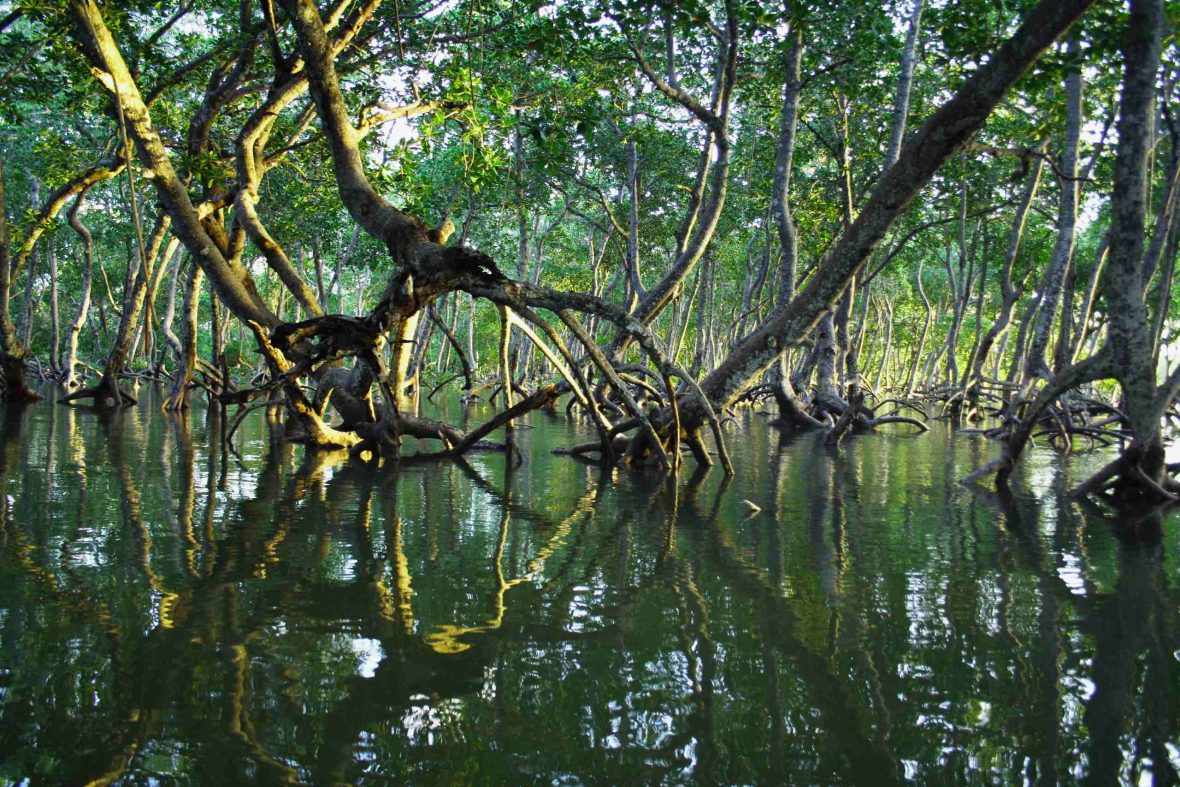 A forested mangrove environment