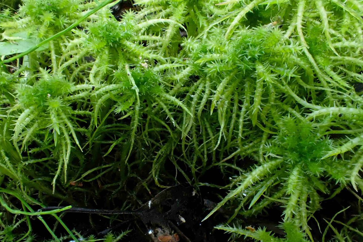 A close-up of a fen, a waterlogged, peat-forming wetland