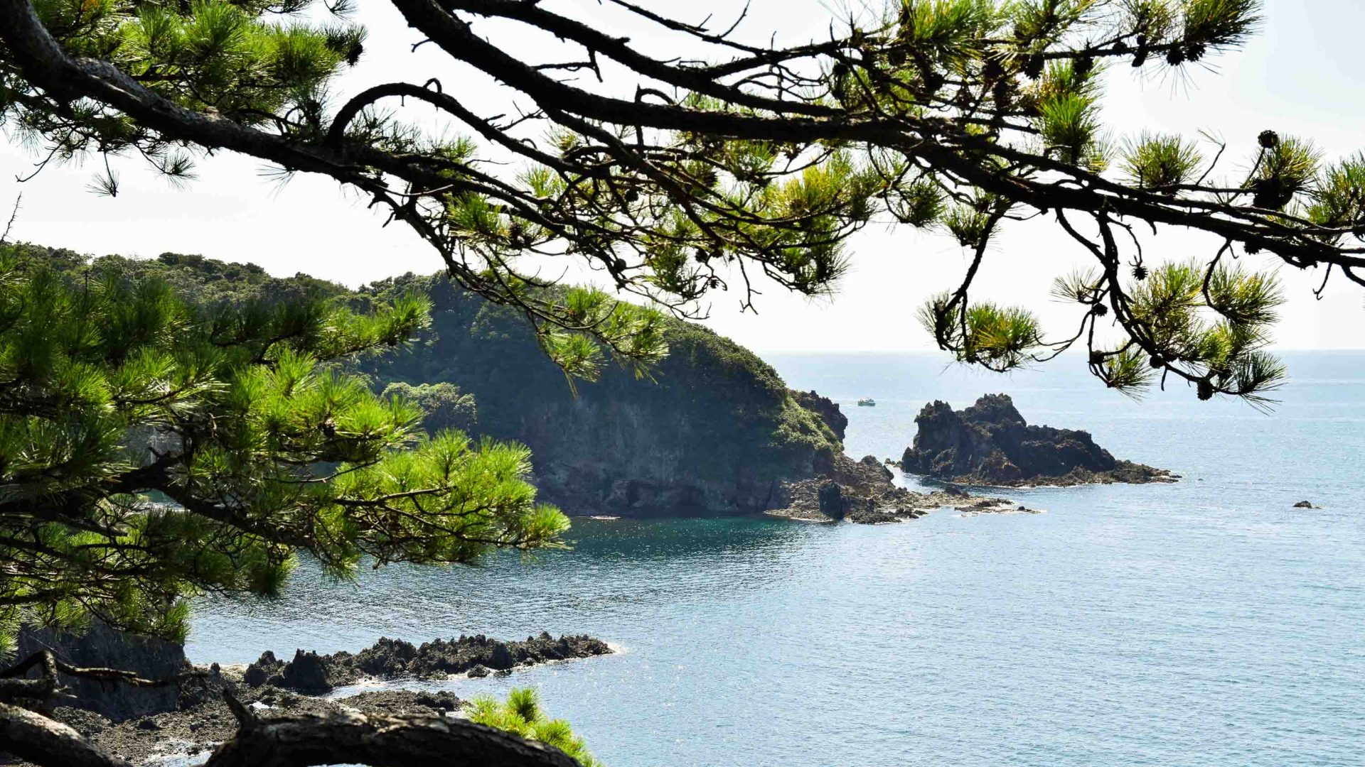 A tree partially obscures a tree covered peninsula jutting out into the sea.