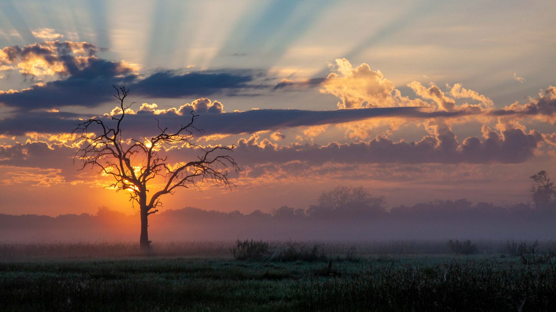 The sun sets in bright orange hues over a tree.