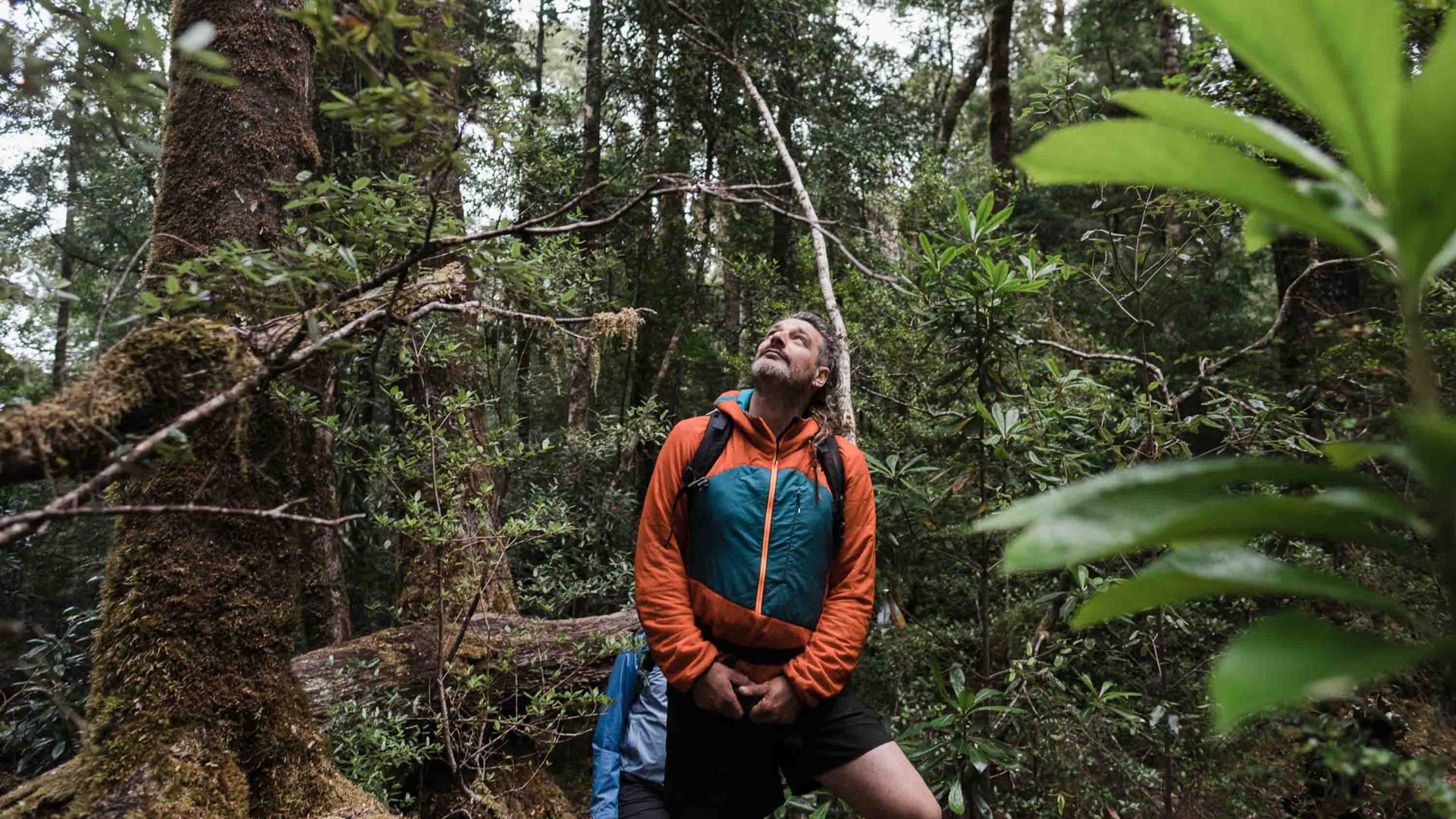 A man looks up at trees around him in a forest.