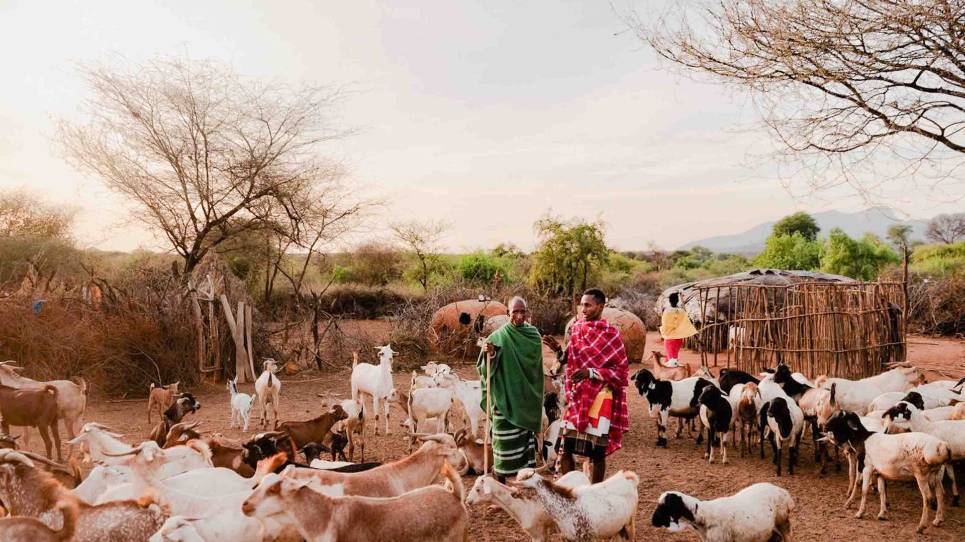 Two men and some goats by some huts.