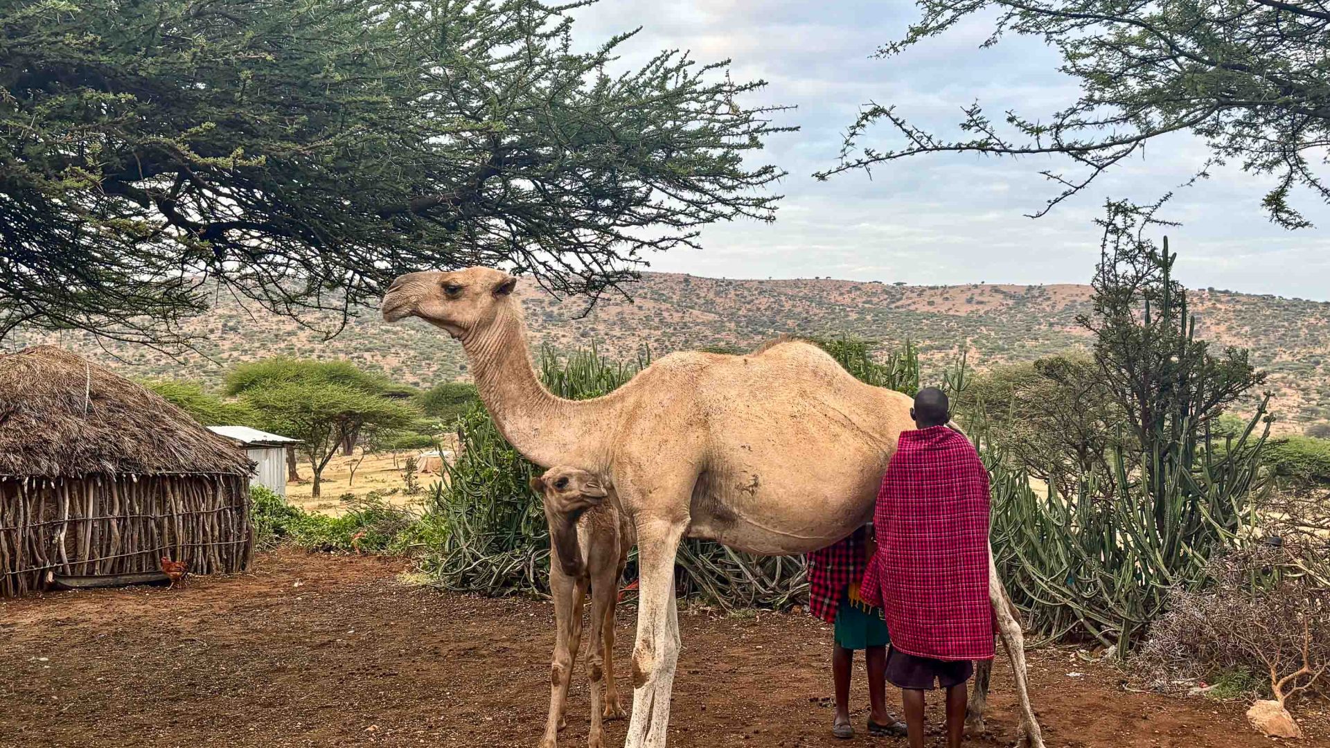 Why you might be riding a camel on your next Kenya safari