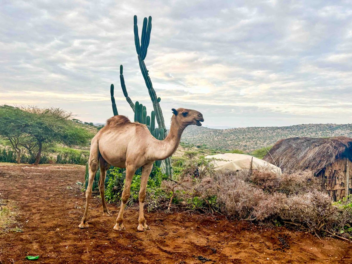 A camel stands next to a cactus.