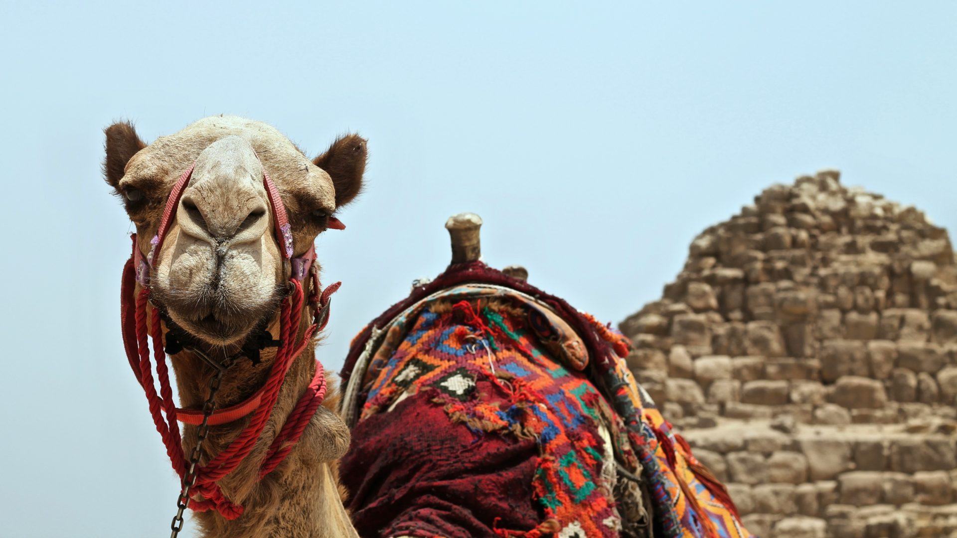 A camel in front of a pyramid.