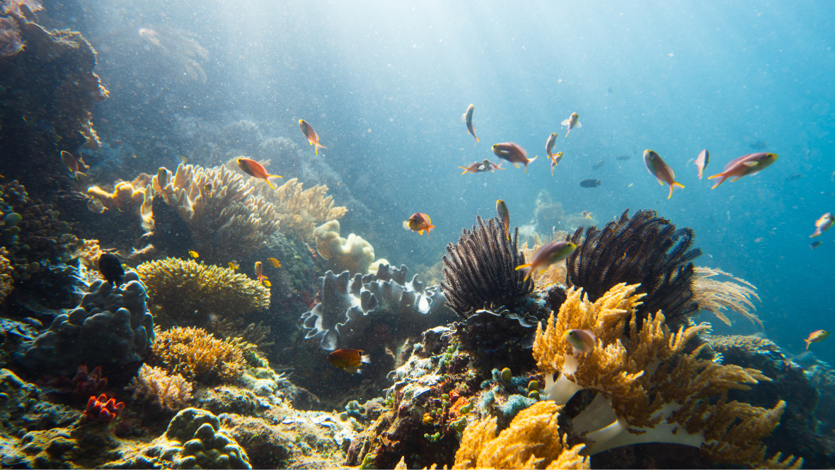 a colourful underwater coral scene