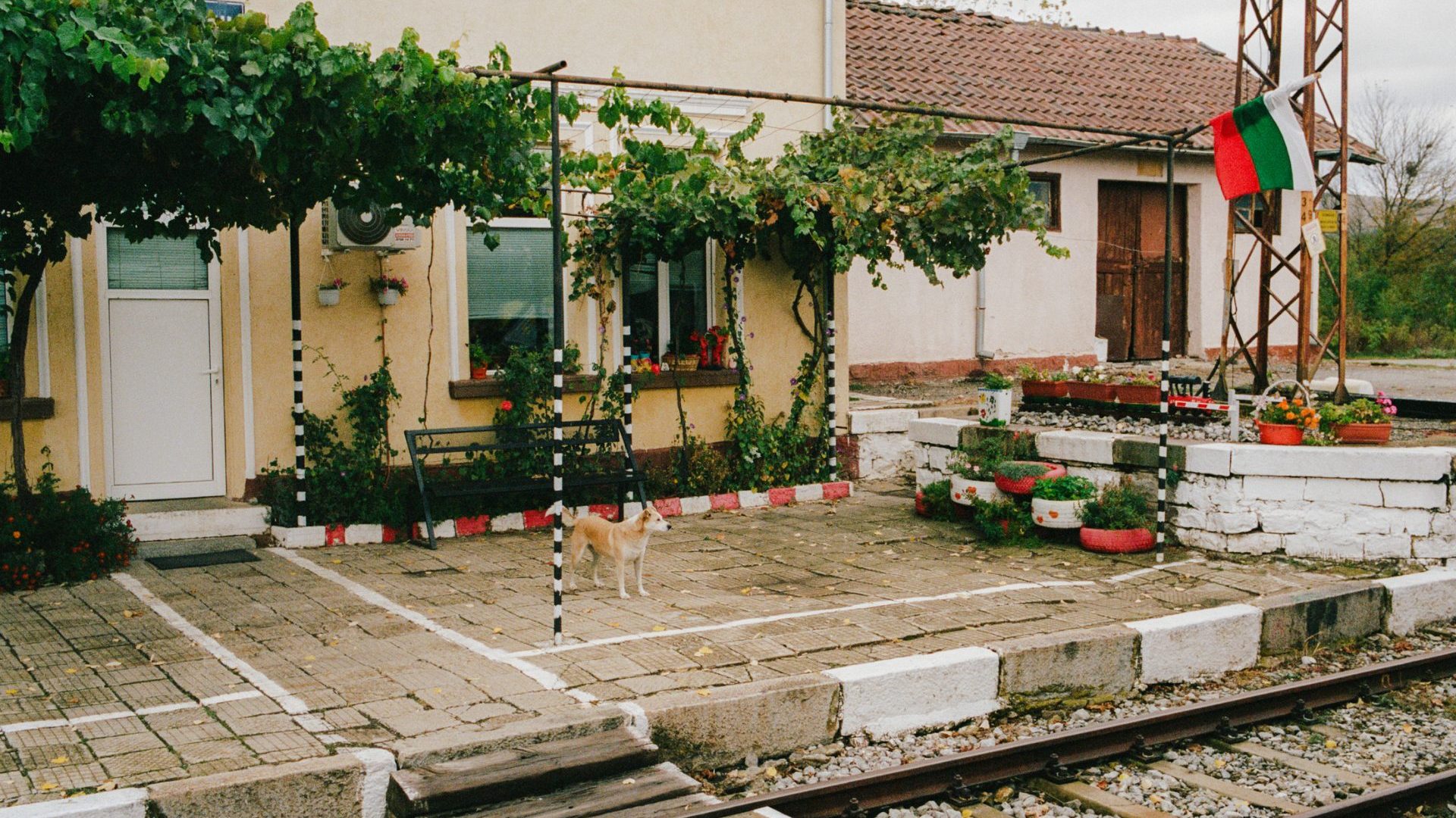 A dog watches as a train departs a few stops from the border city of Blagoevgrad, Bulgaria.