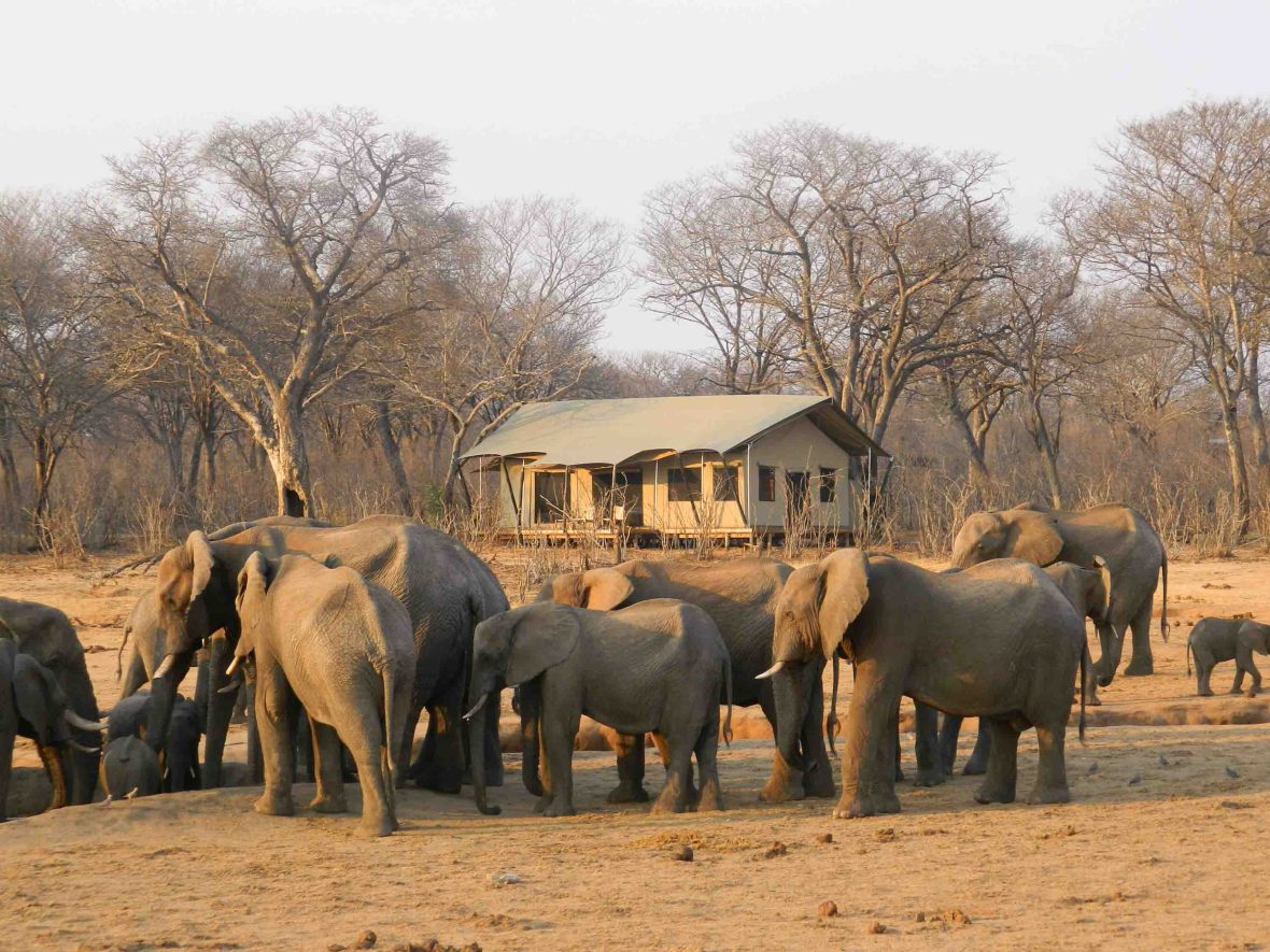 Elephants in front of a safari tent.