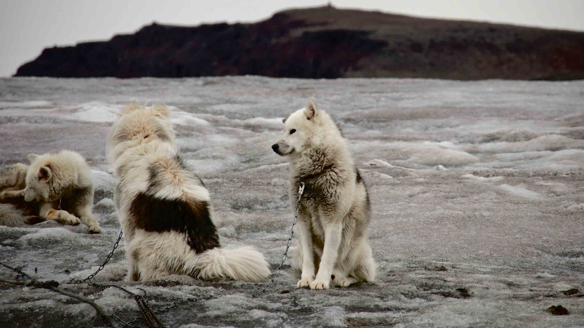 White dogs sits and rest on icy ground.