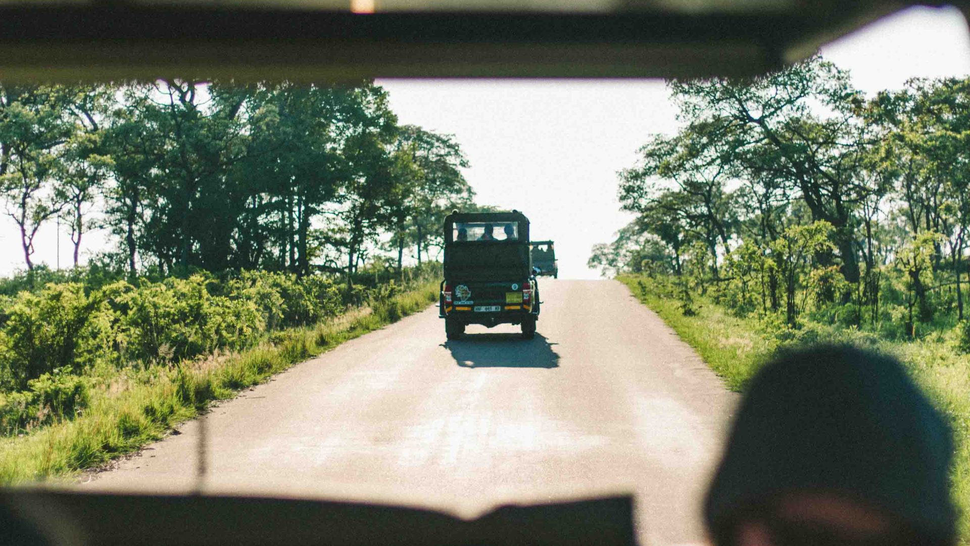 A row of safari vehicles drive along a road in a park.