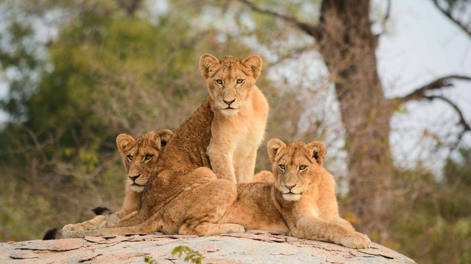 Three lions on a rock.