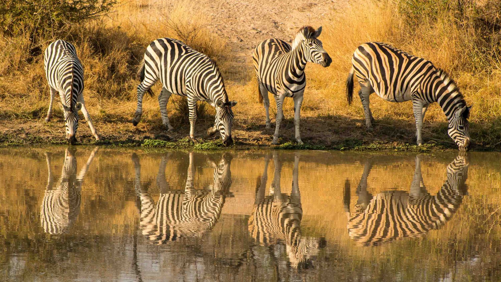 Zebras and their reflections in a pool of water.