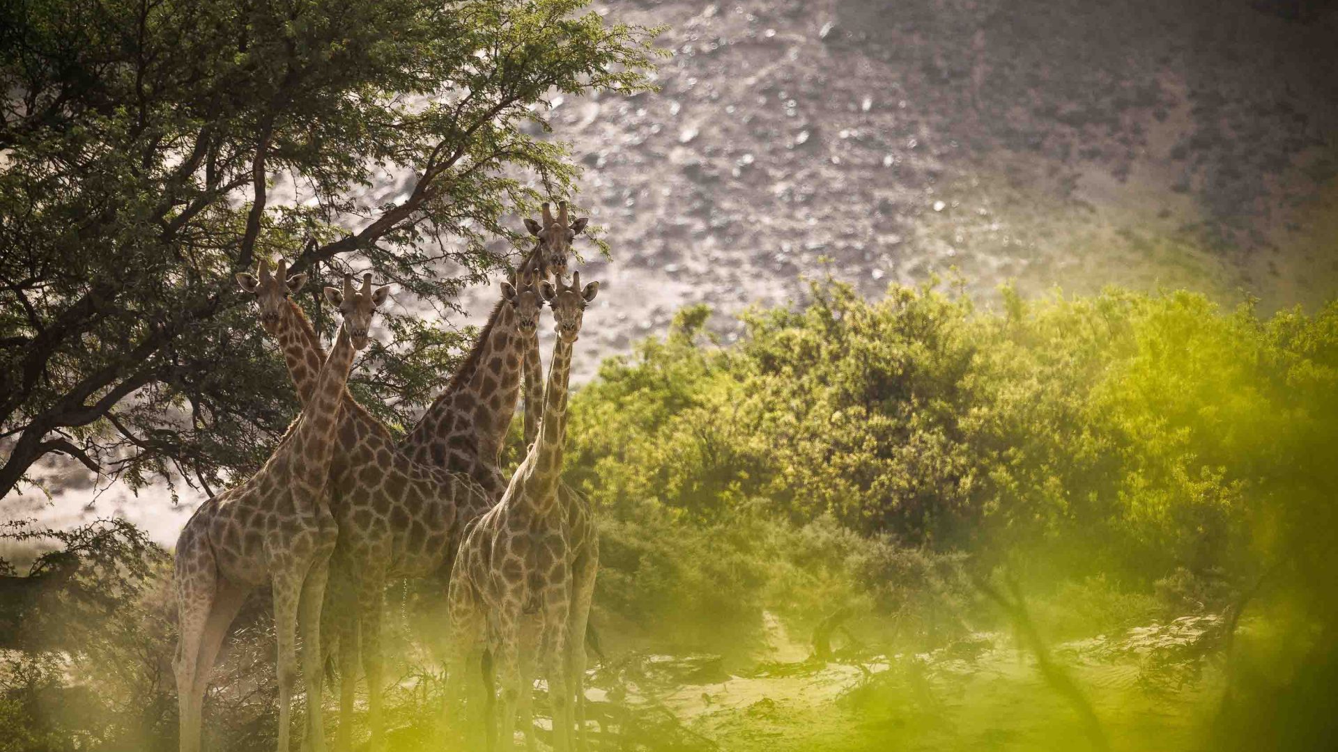 Giraffes seen in a clearing.