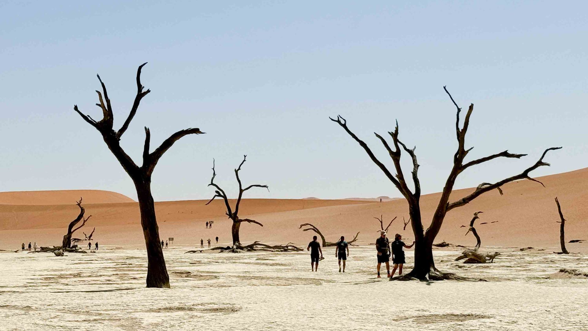 People walking through a desert landscape with dead trees coming surreally out of the earth.