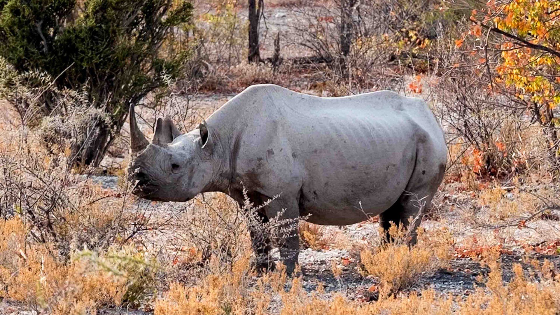 A rhino.