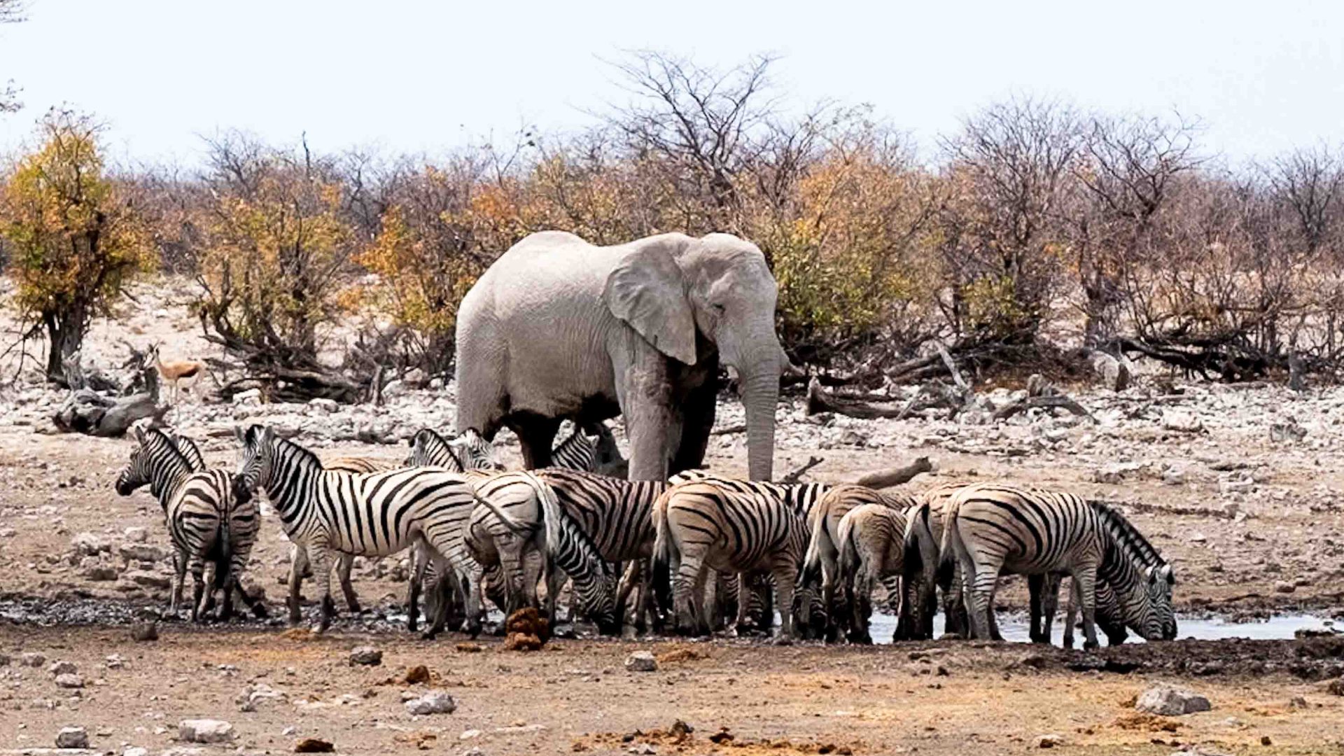 An elephant surrounded by zebras.