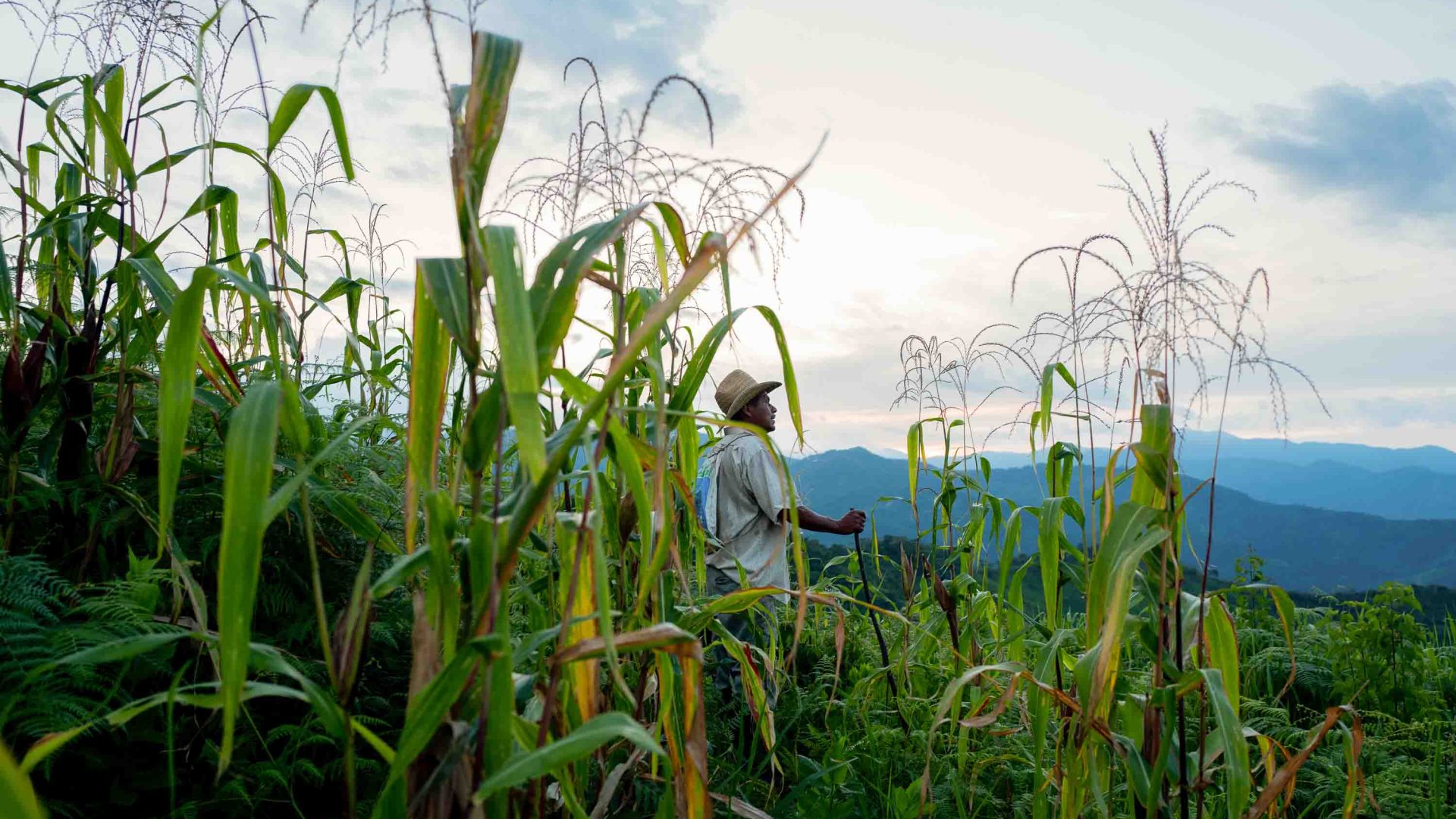 A man in a hat stands in a field of corn.