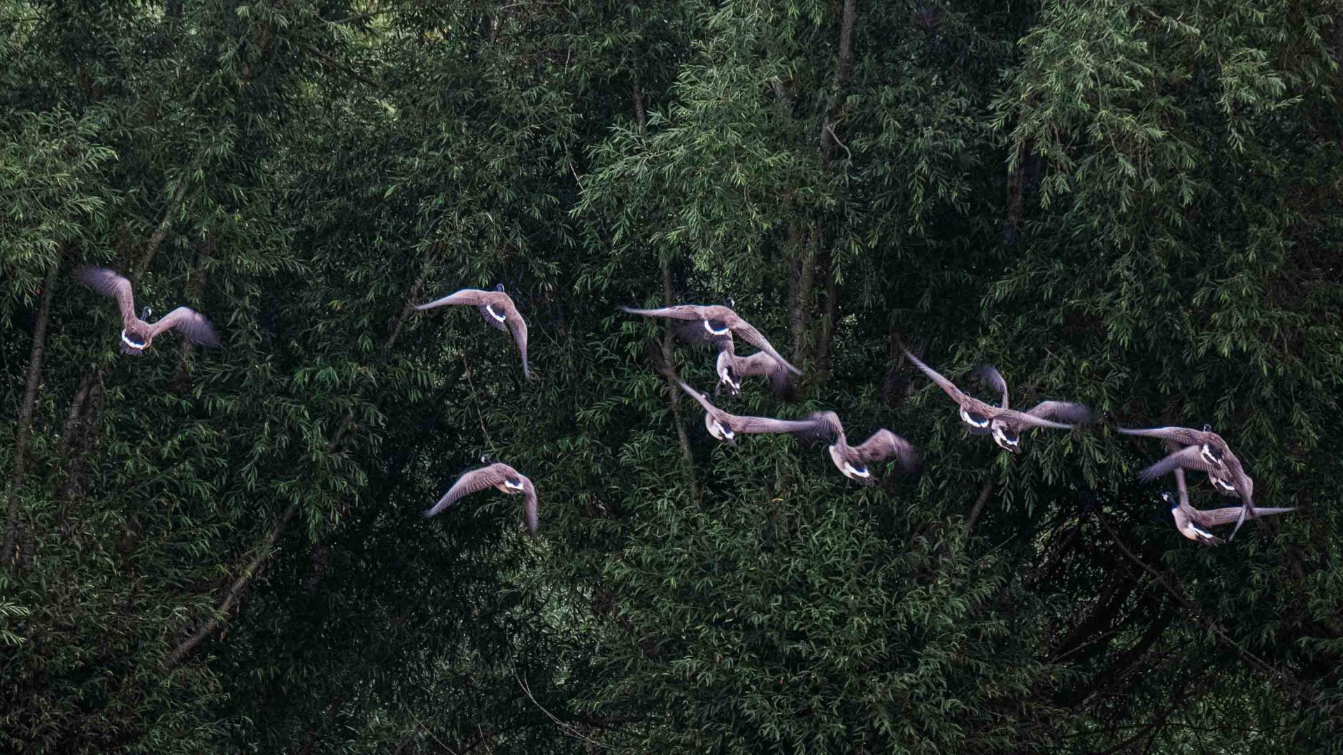 Birds fly past green trees.