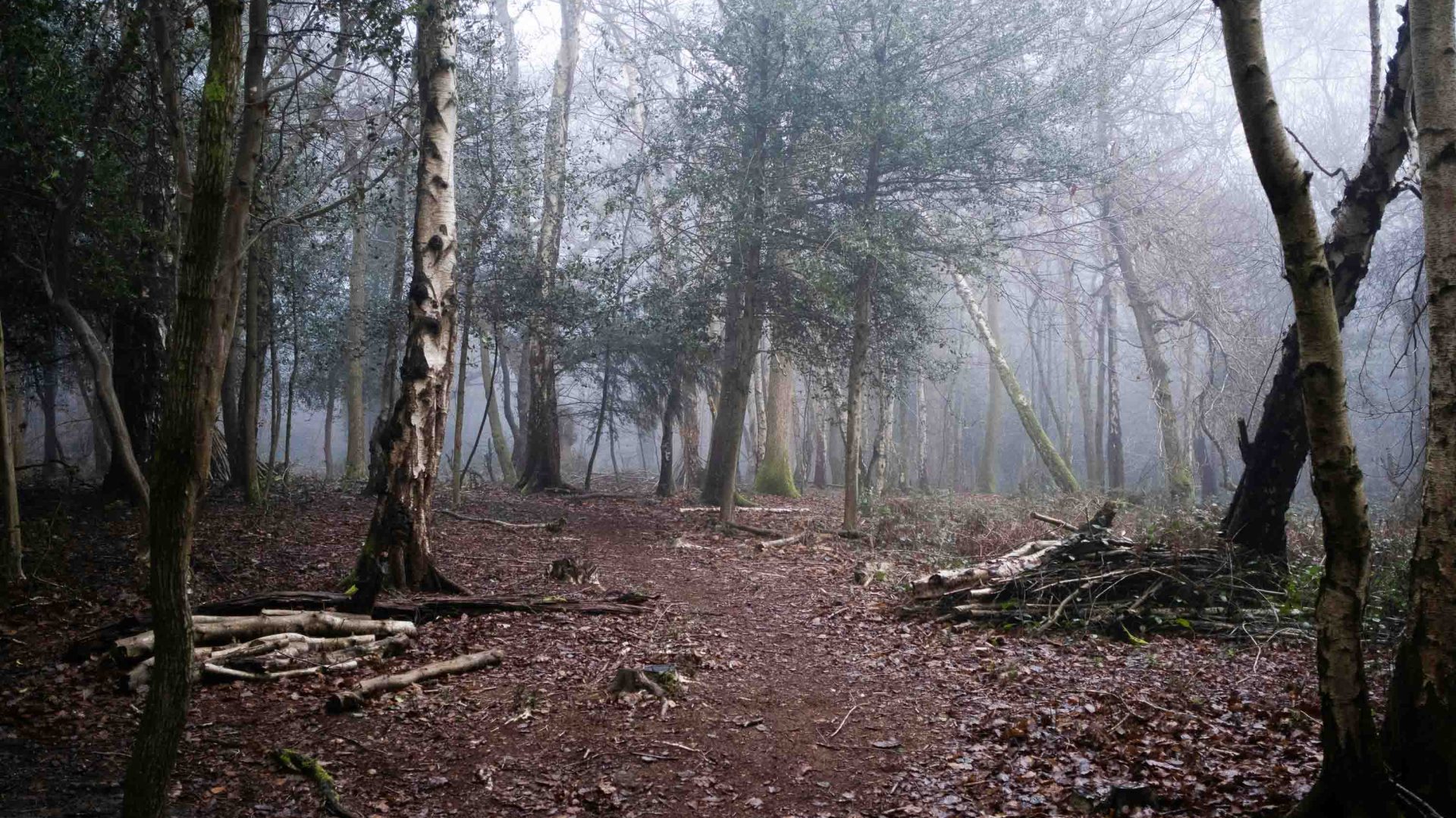 Fog falls on a forest.