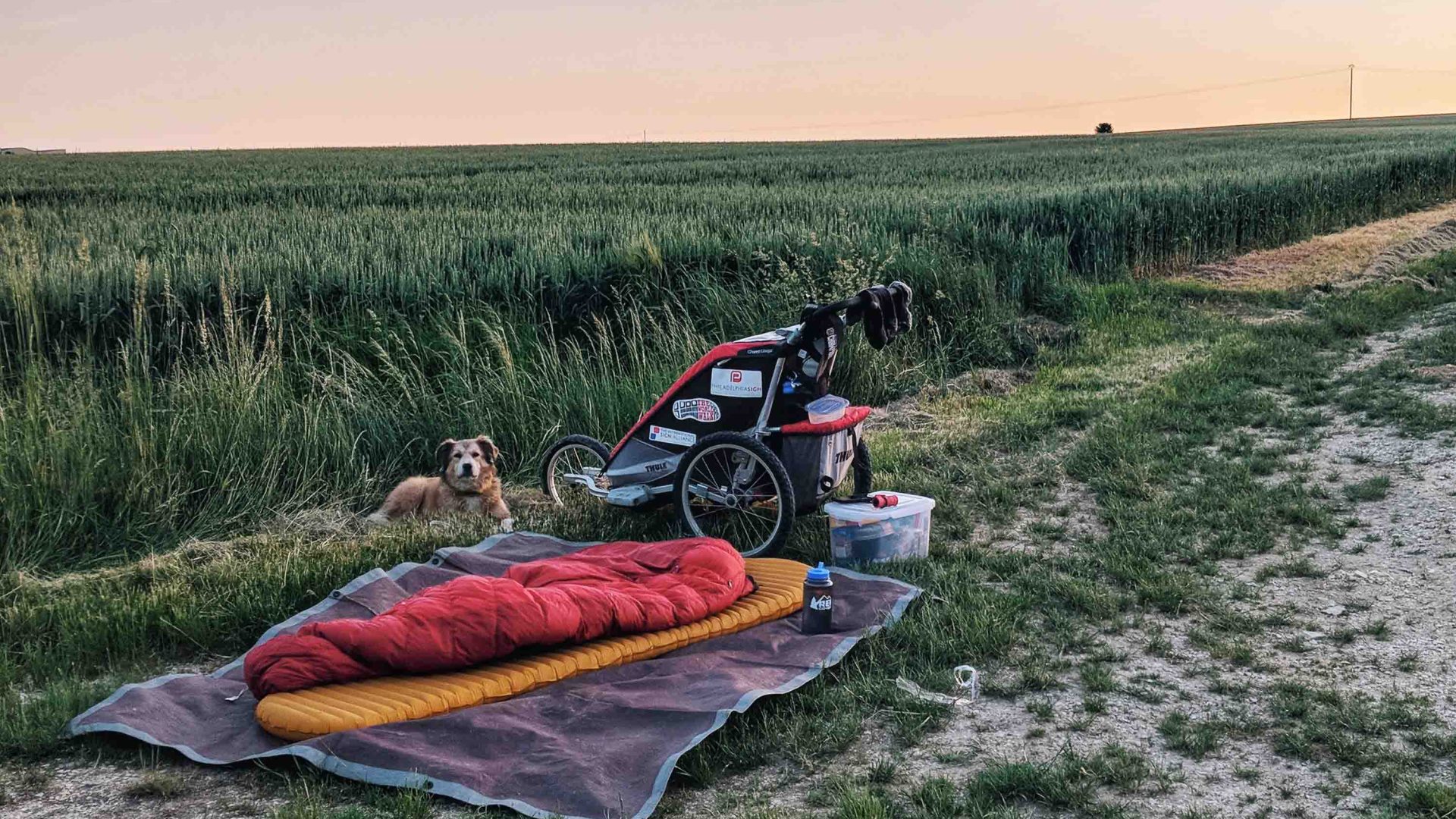 A dog alongside a sleeping bag and rows of crops.