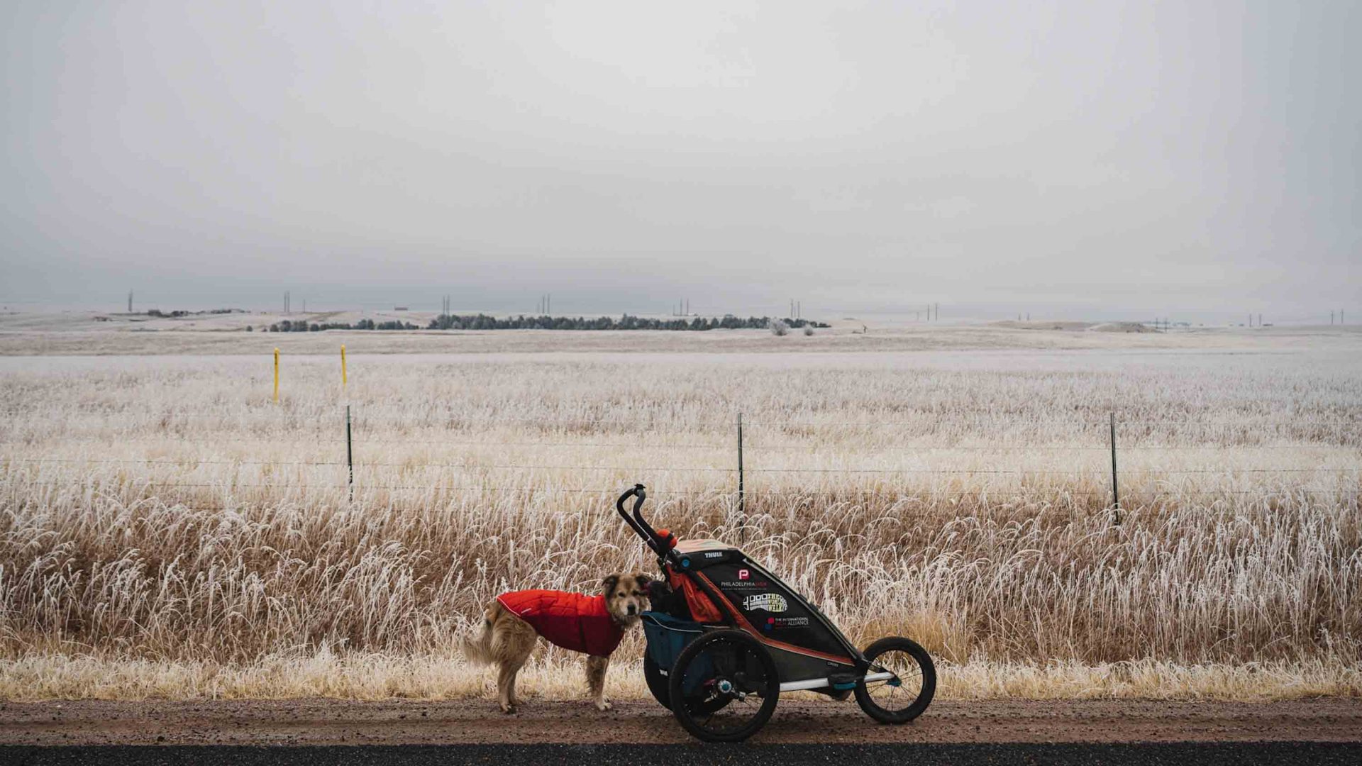 A dog in a red dog coat walks behind a dog carrier on wheels.