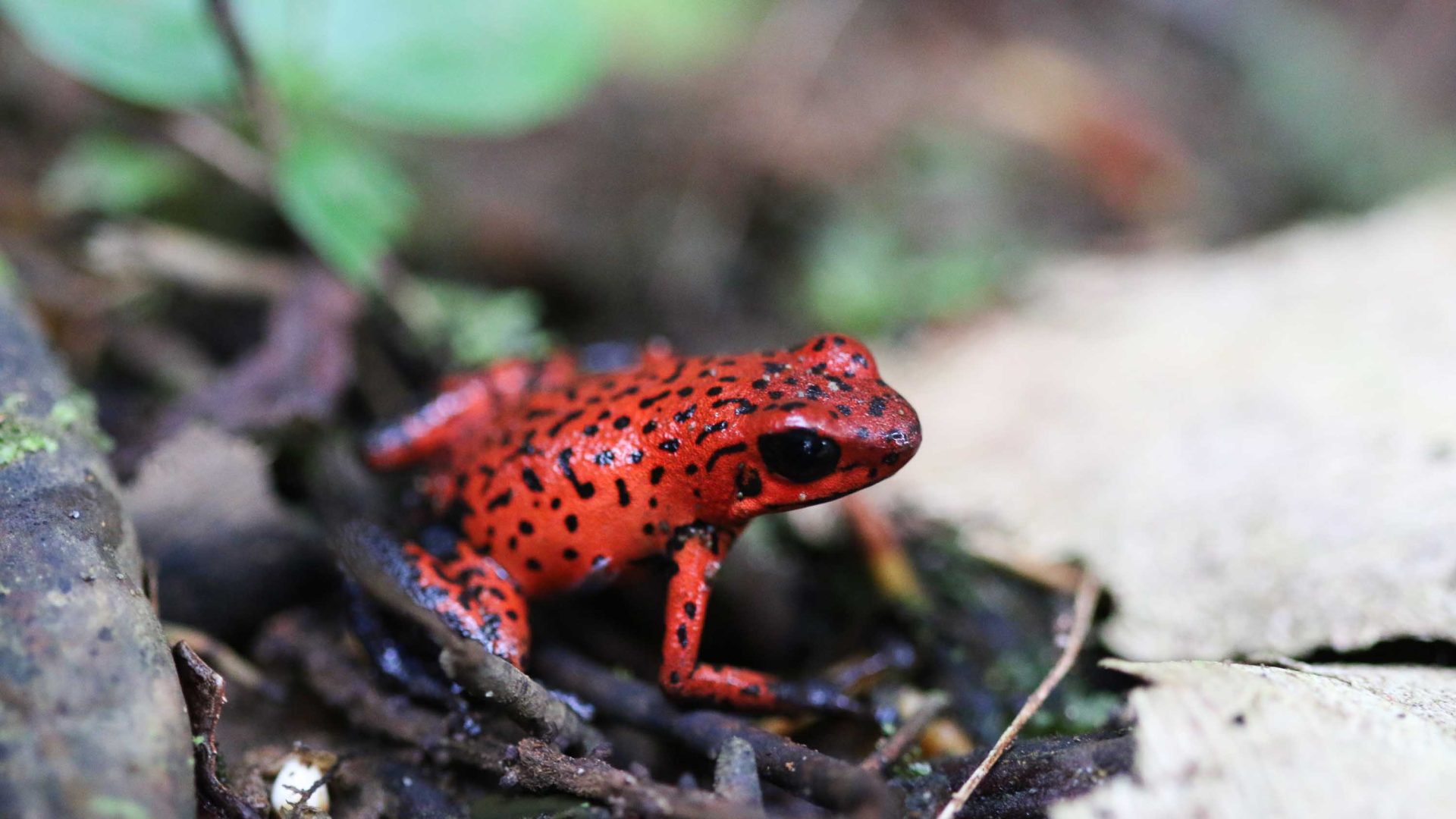 A red frog.