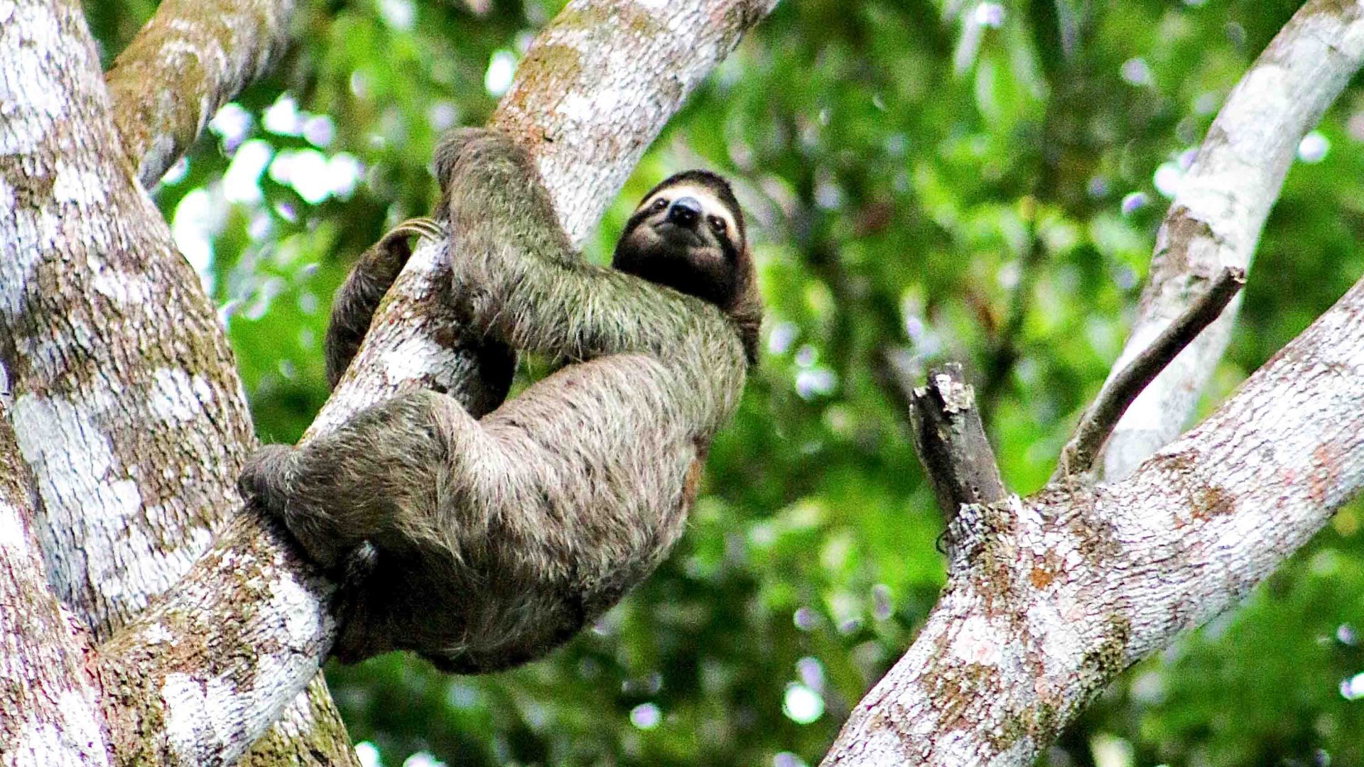 A brown throated, three toed sloth in a tree.