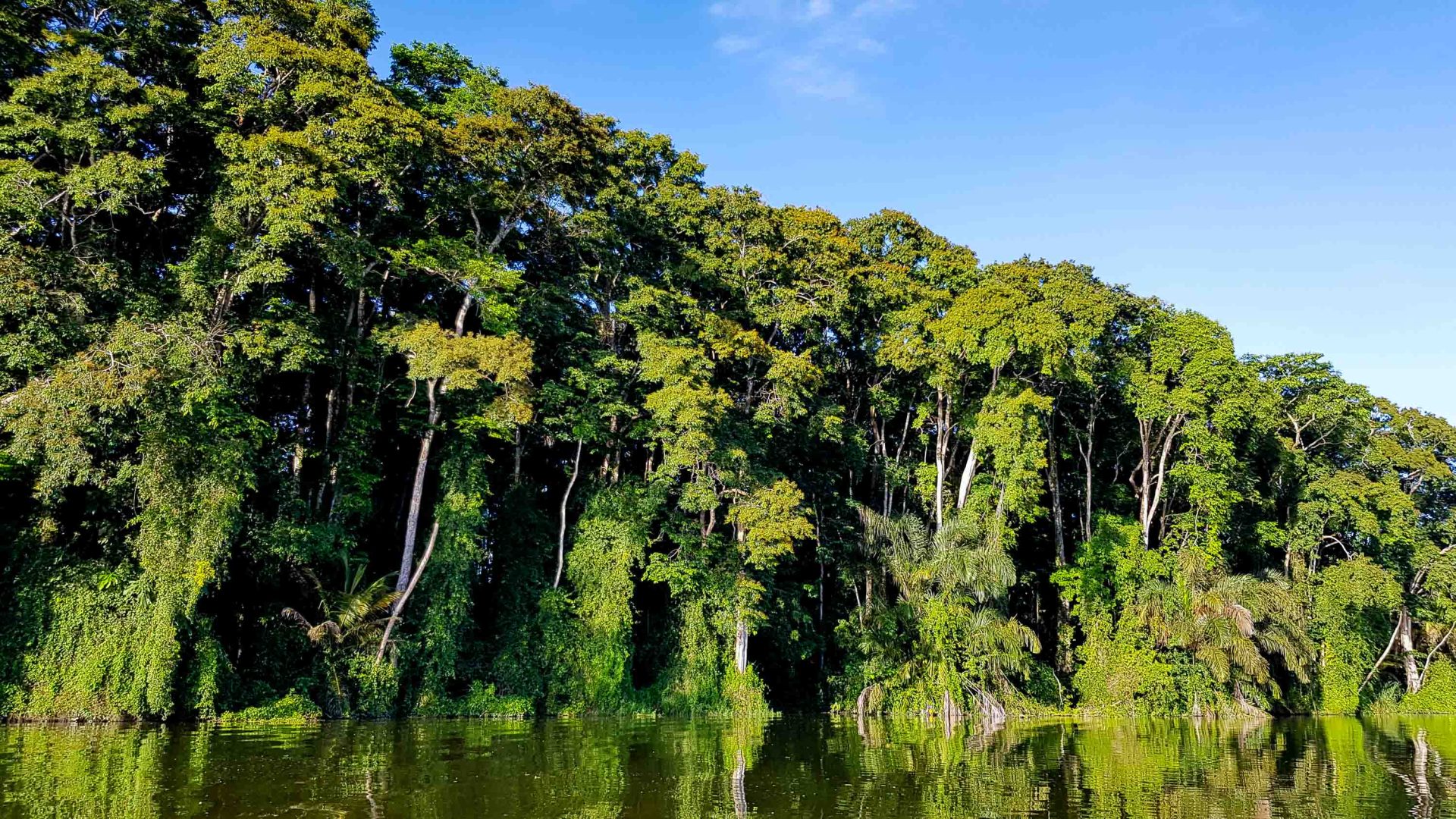 Dense forest comes right up to the river edge.