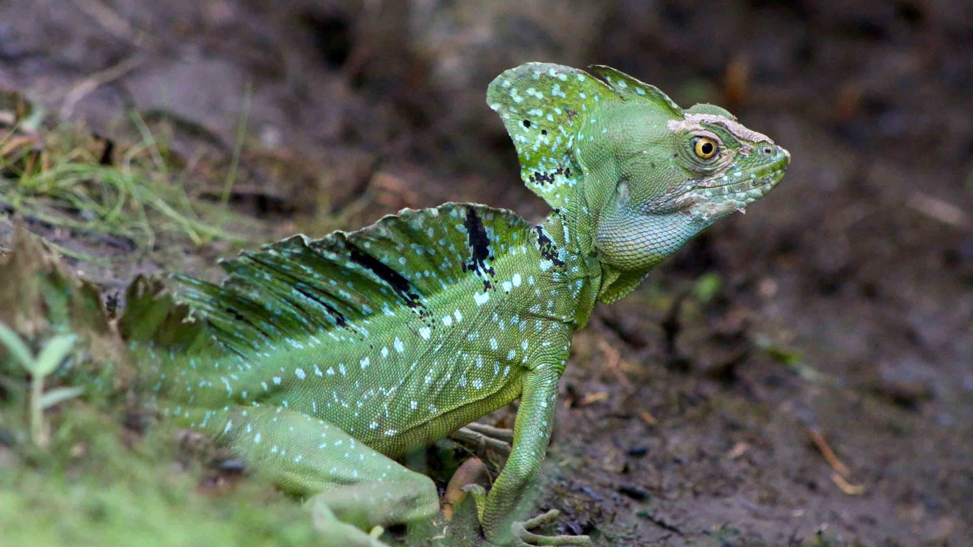 A green lizard.