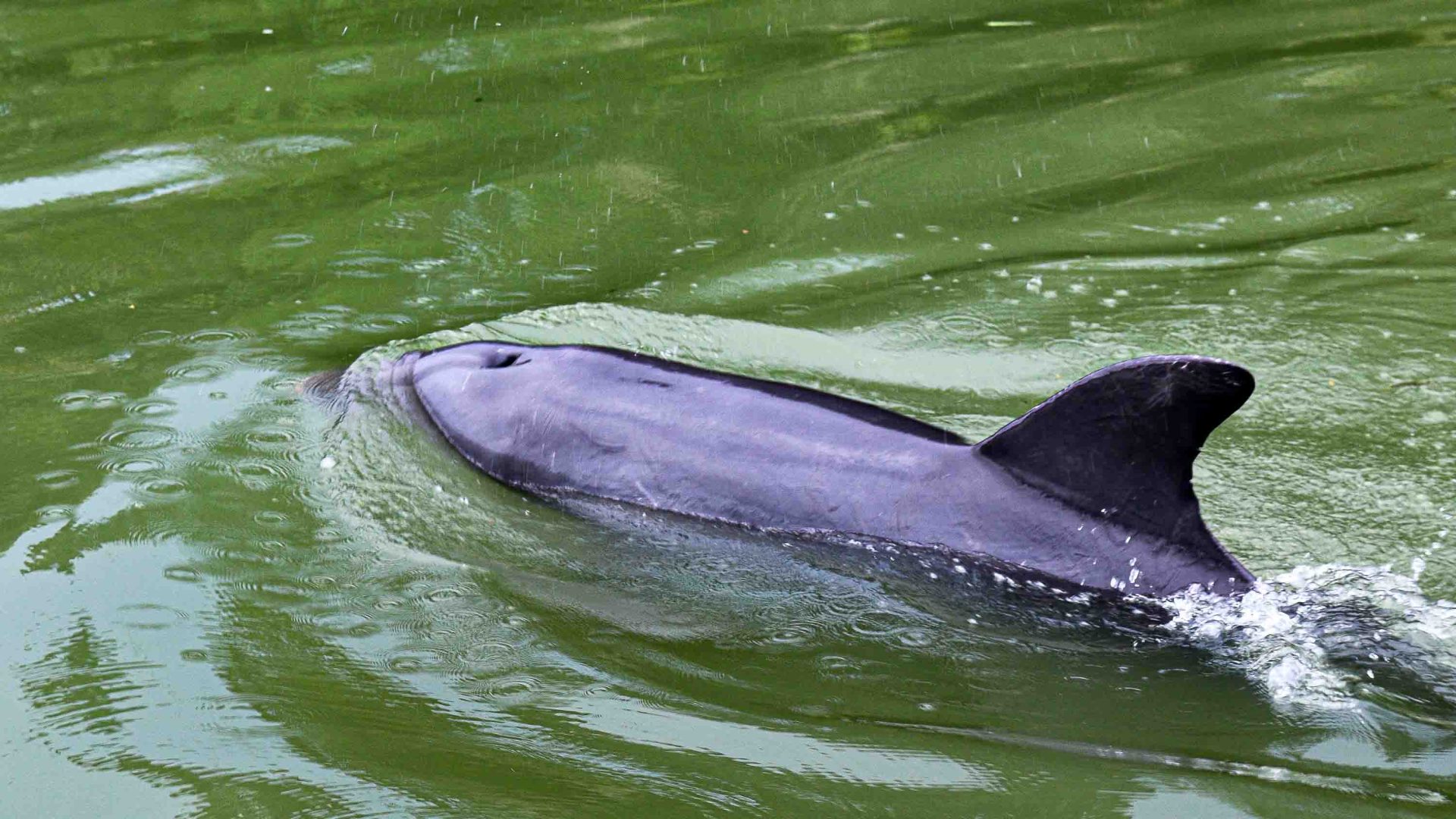 A marine dolphin in the river.