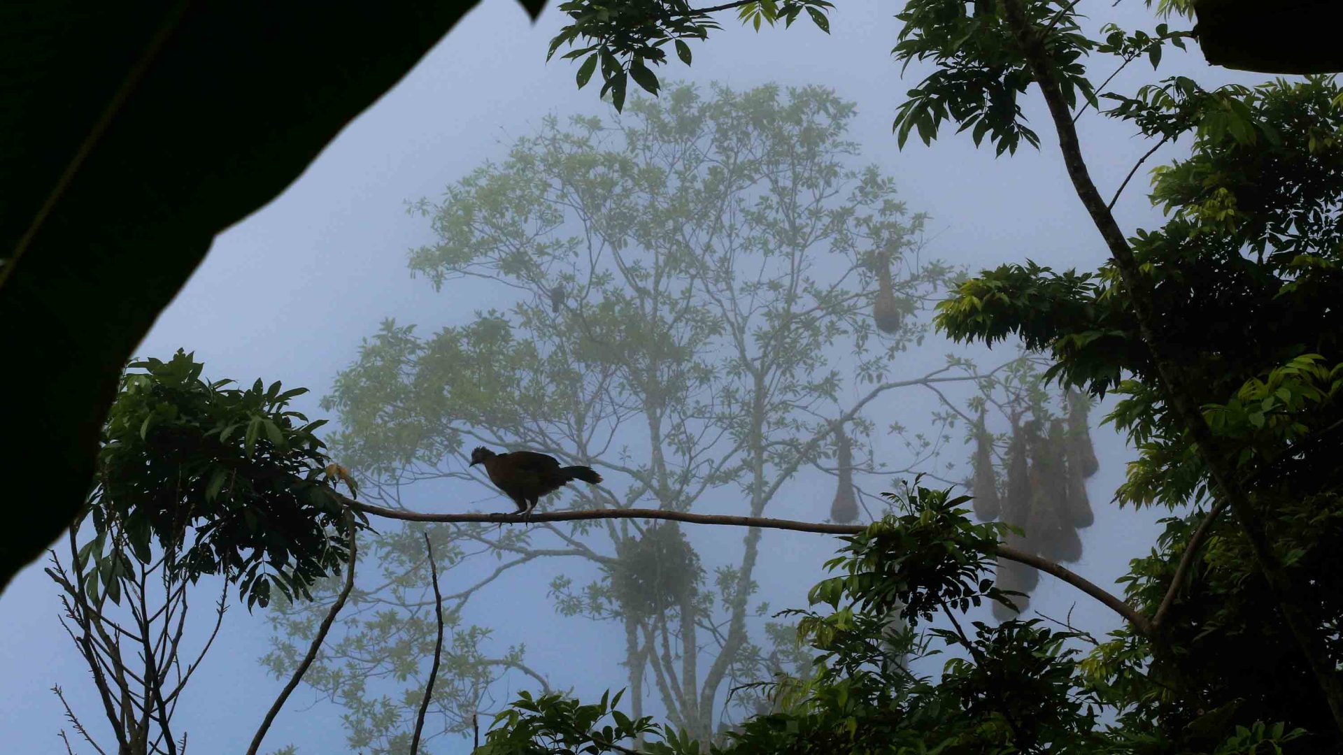 Mist silhouettes a bird on a branch.