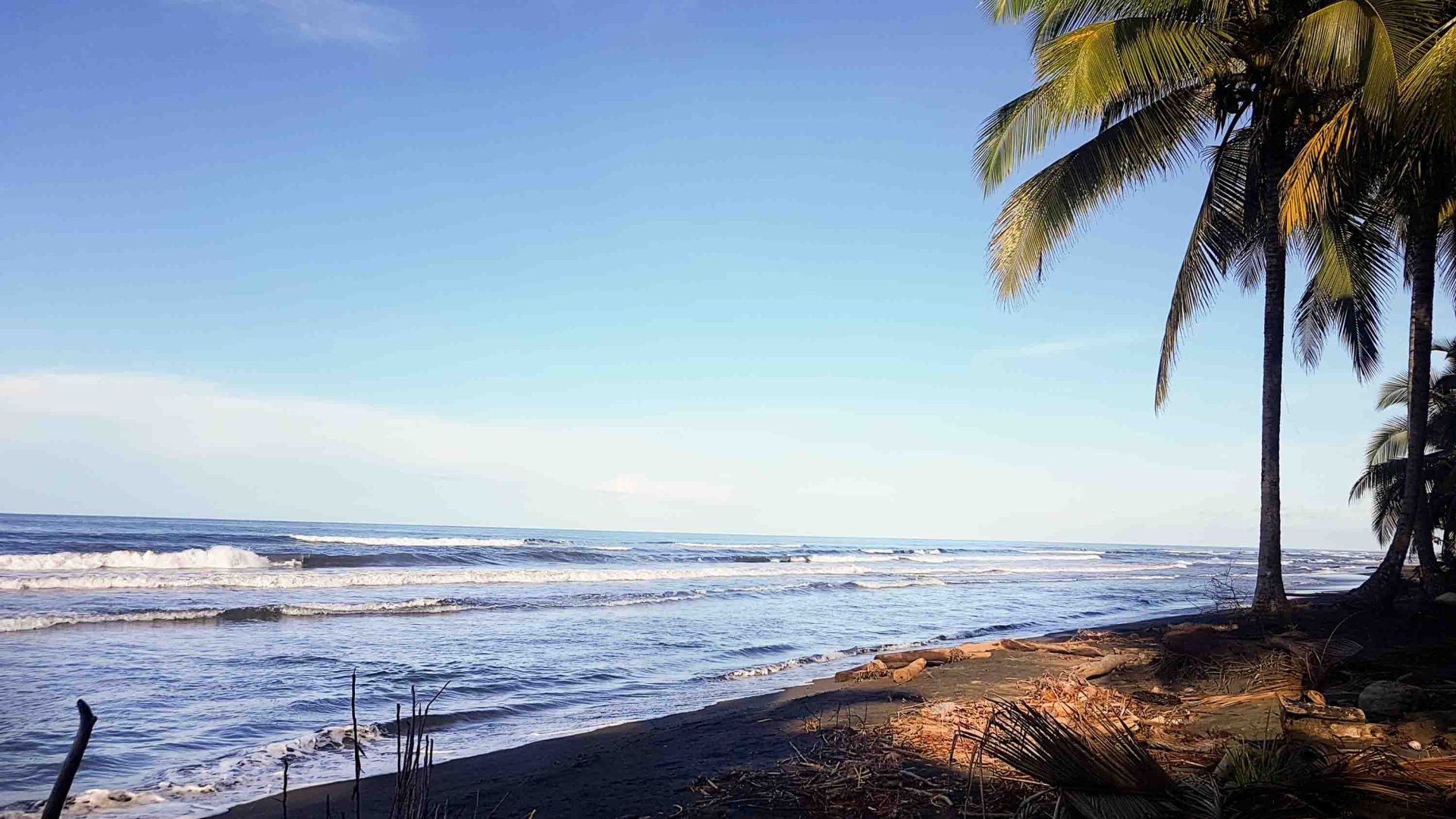 the coastline with water, dark sand and a palm tree.