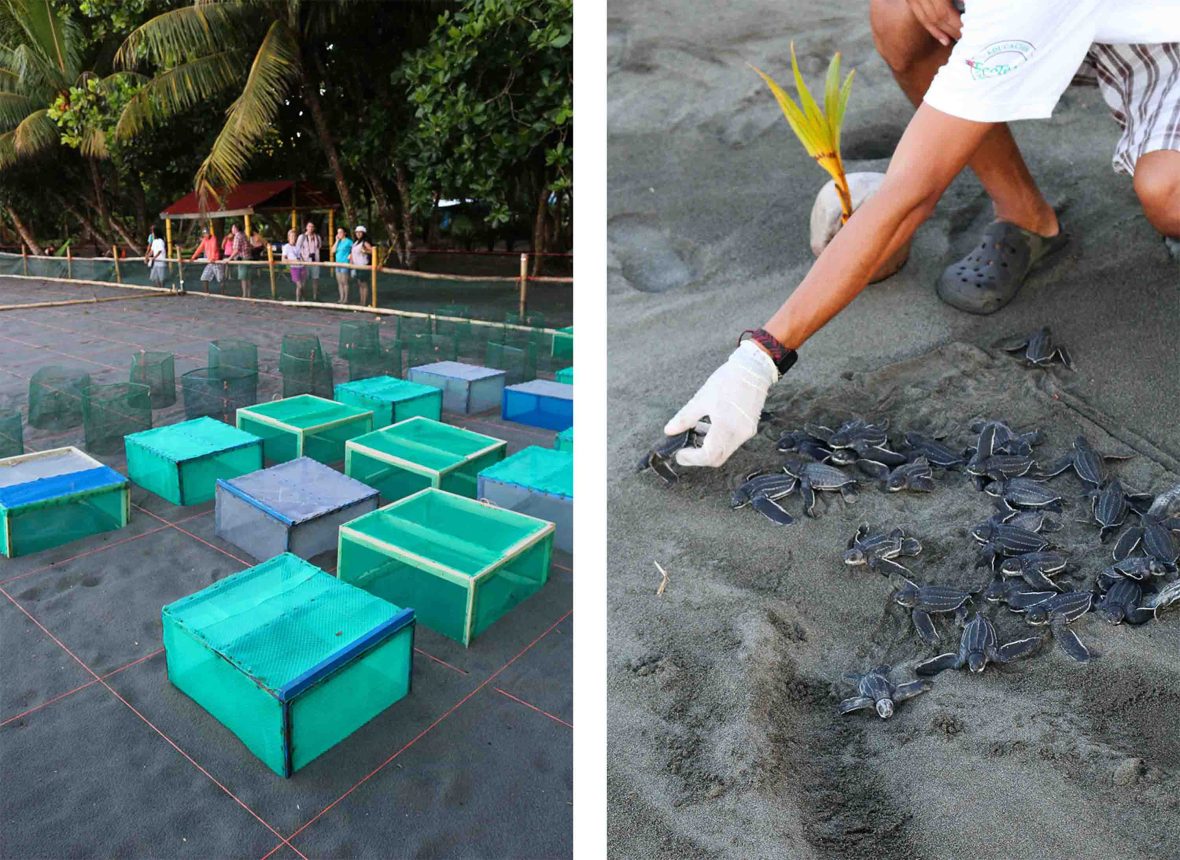 Left: Boxes on the sand for the turtles. Right: An arm releases small turtles onto the beach.