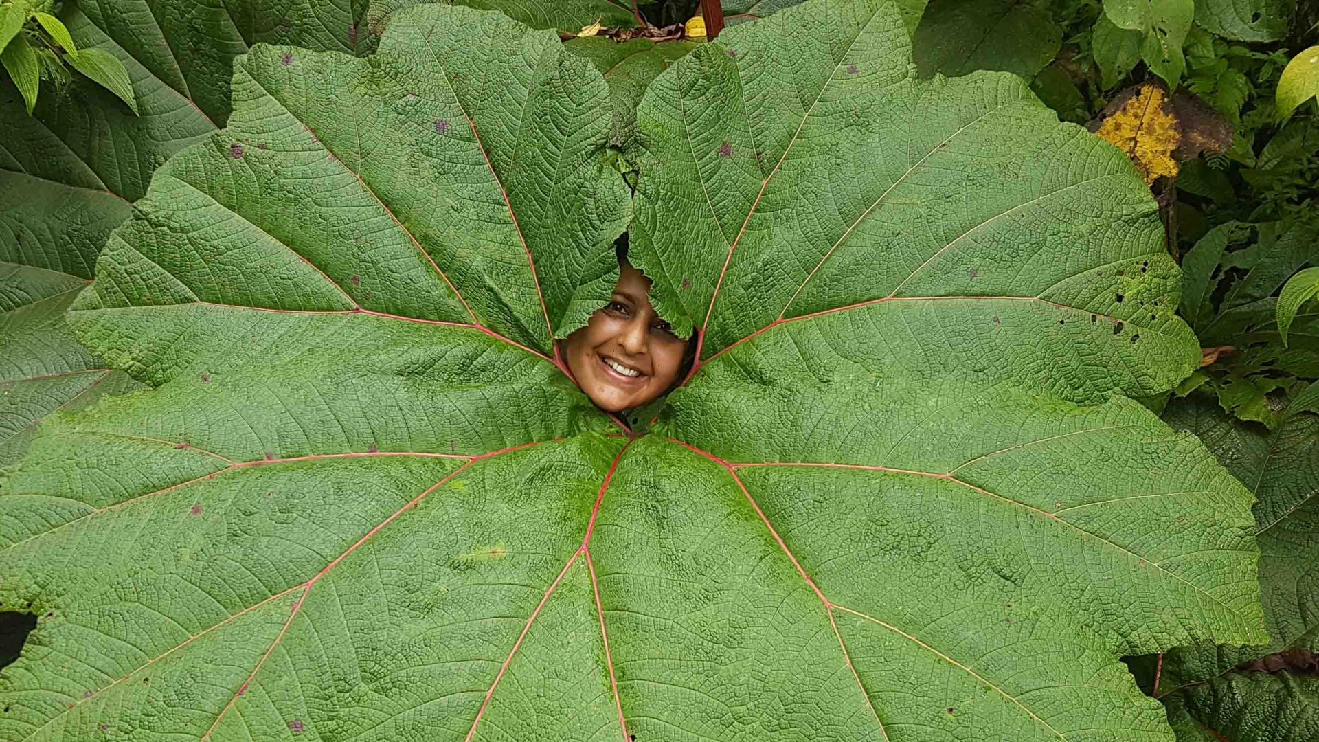 Meera poking her head through one of Costa Rica's huge leaves.