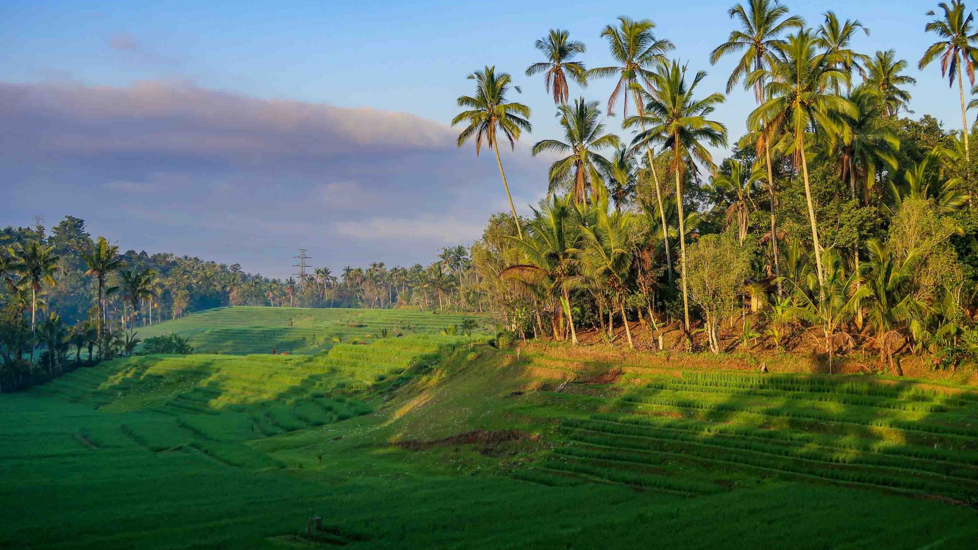 Palms line rice fields.