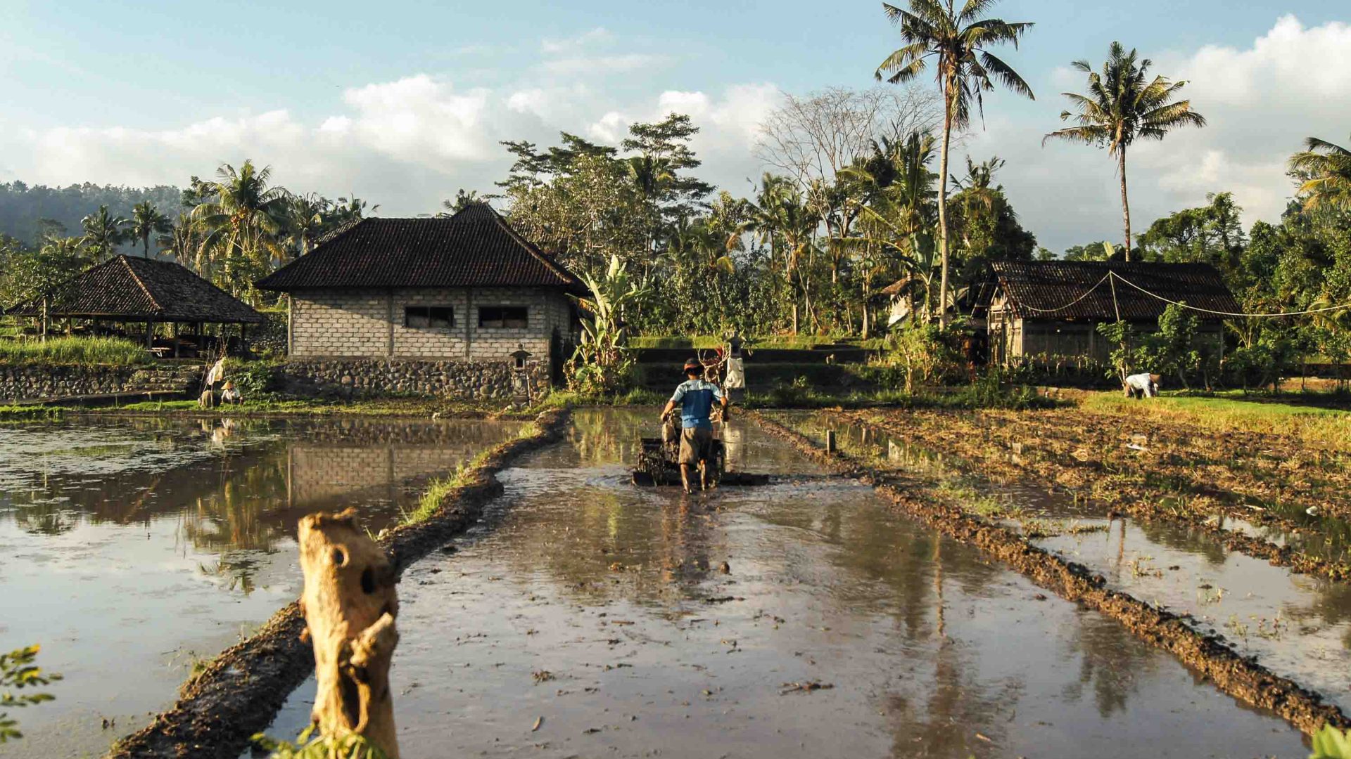 A man pushes machinery throuygh watery fields.