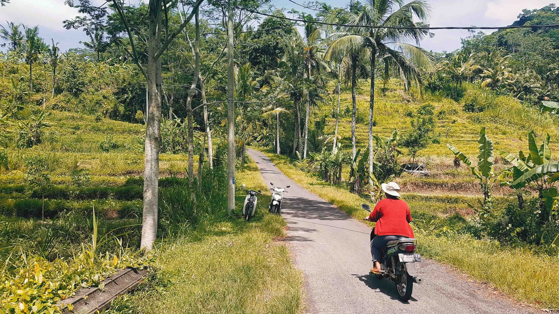 A woman rides her scooter up a tree lined road.