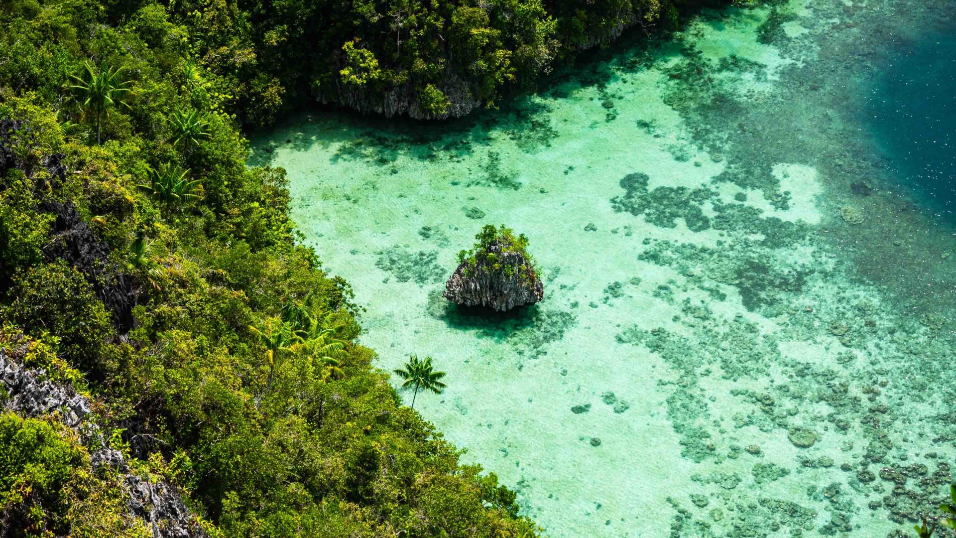 Forest and water as seen from a drone.