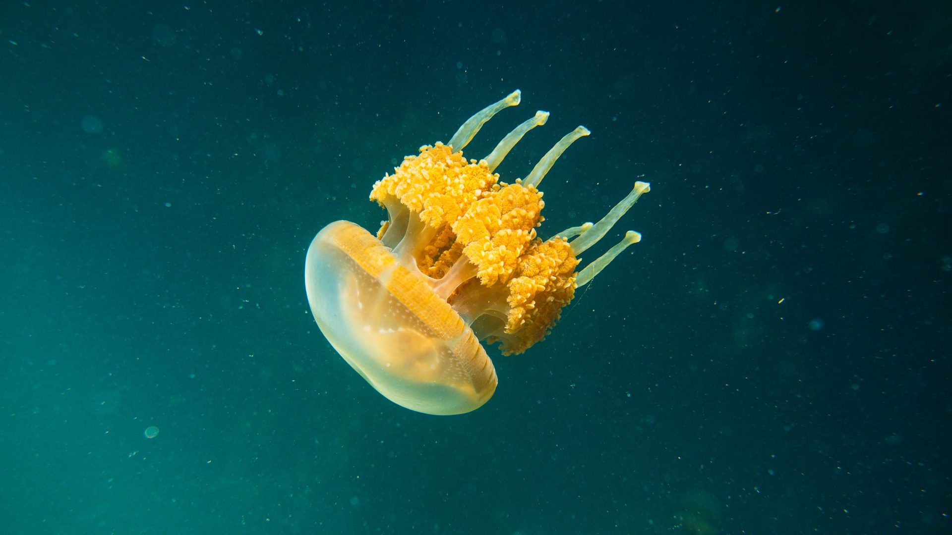 A close up of a jellyfish.