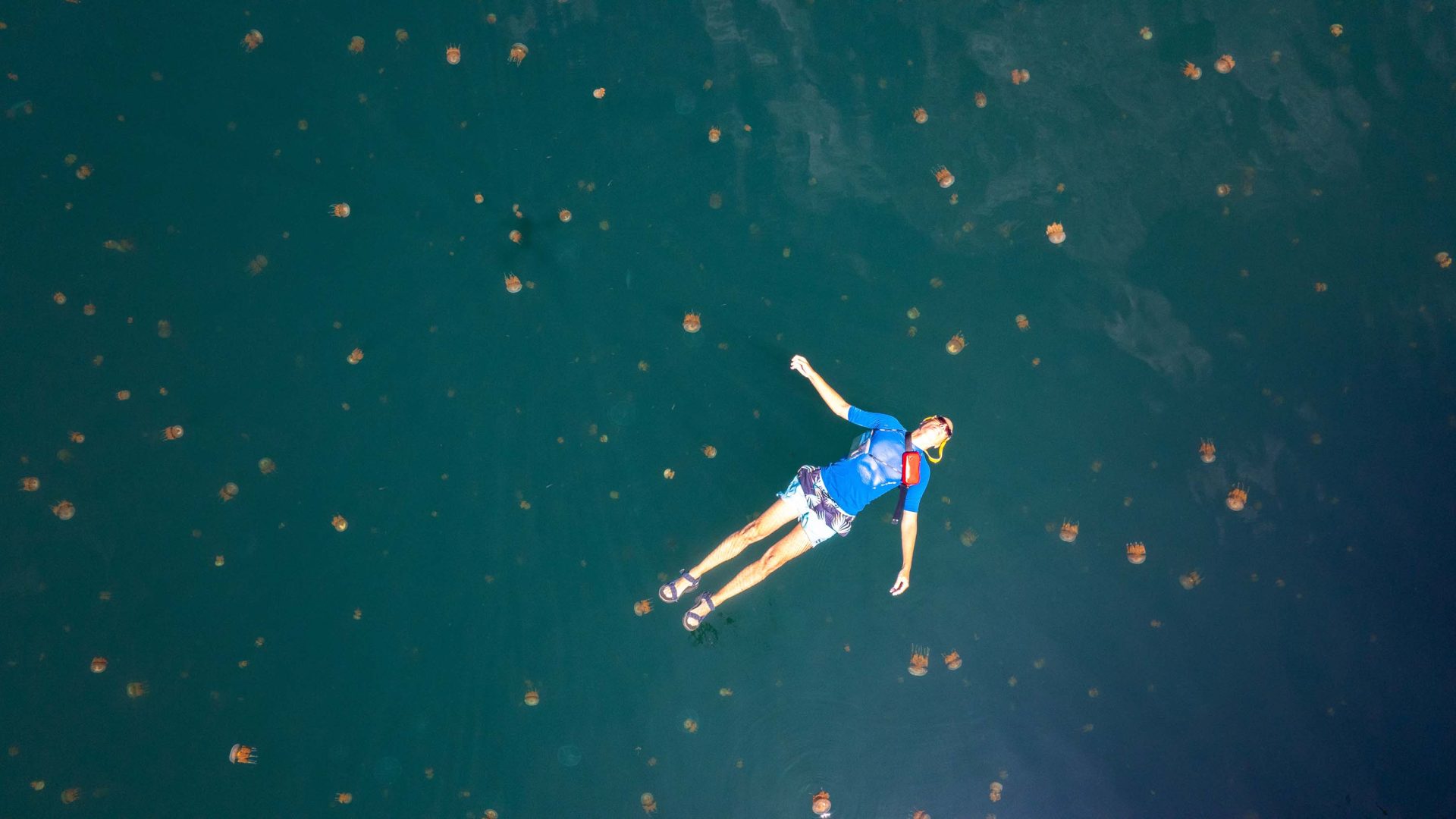 A woman lies on her back in water, surrounded by small jellyfish.