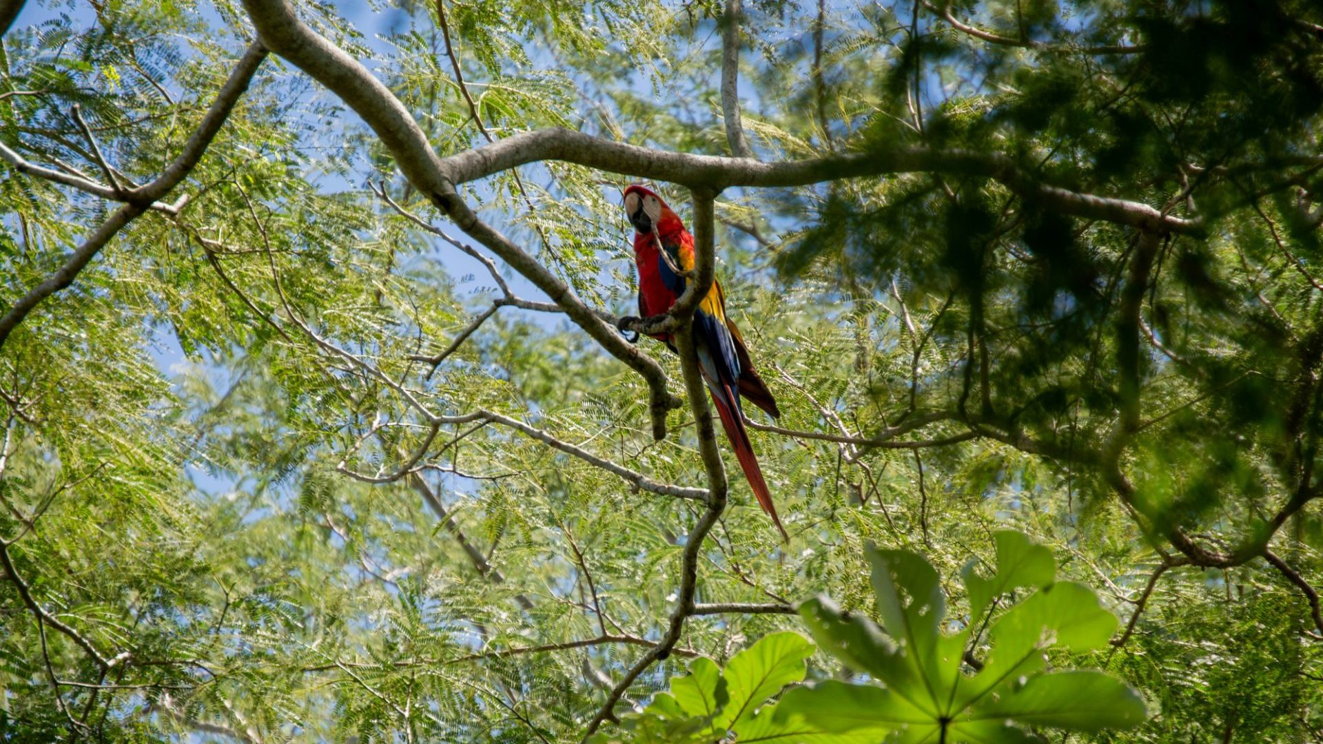 A scarlet macaw bird sits in in a tree