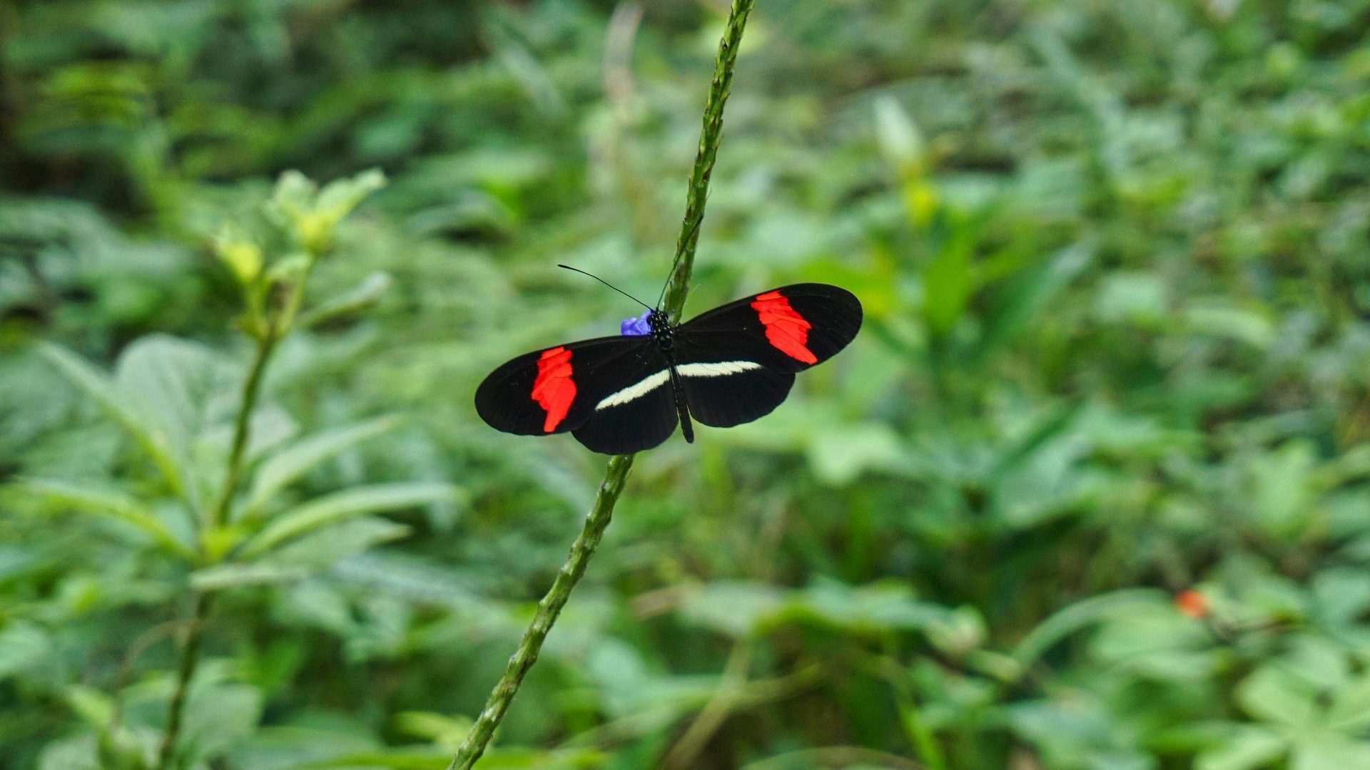 Black and red butterfly against a backdrop of green