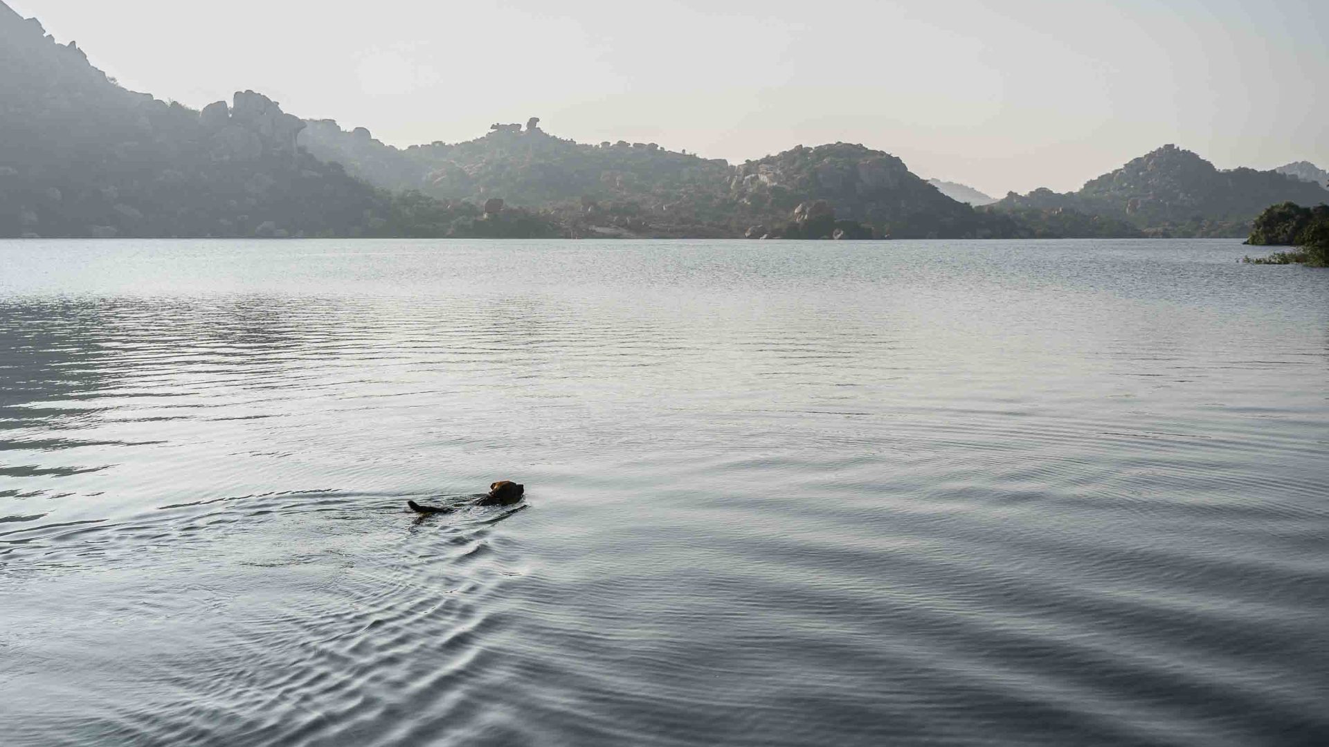 A dog swims in a body of water.