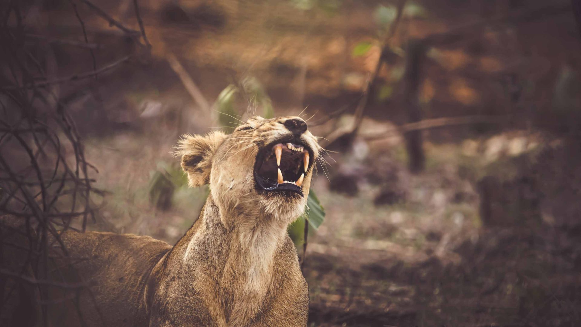 There are just over 600 wild Asiatic lions in the world… here’s where you can see them