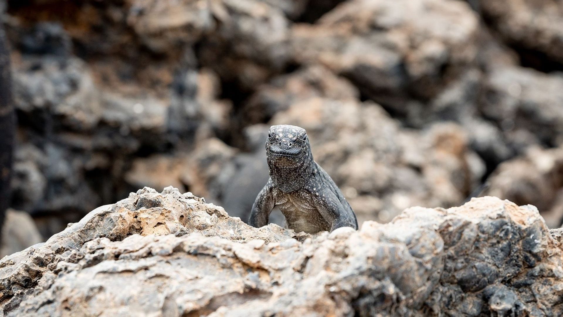 How the animal anomalies of the Galápagos helped validate my life choices