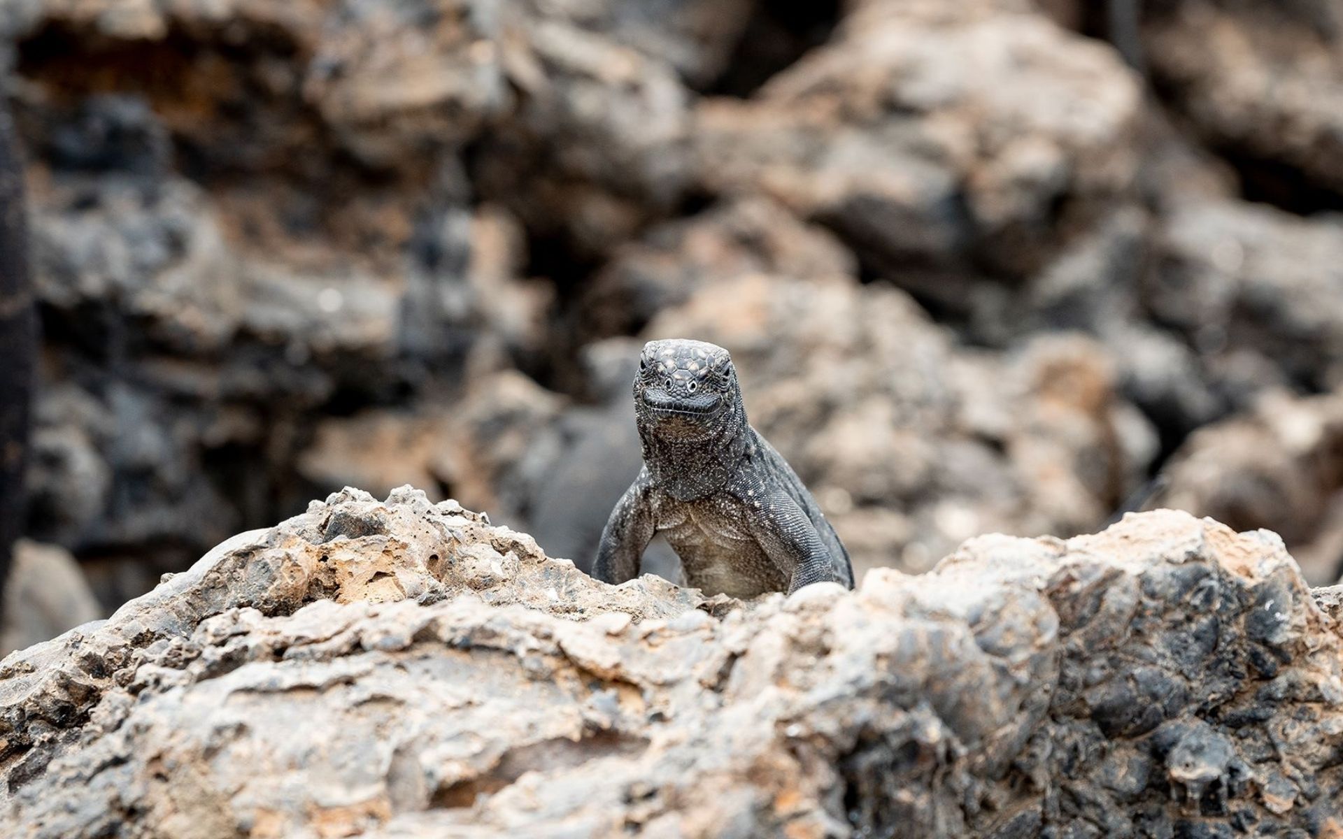 How the animal anomalies of the Galápagos helped validate my life choices