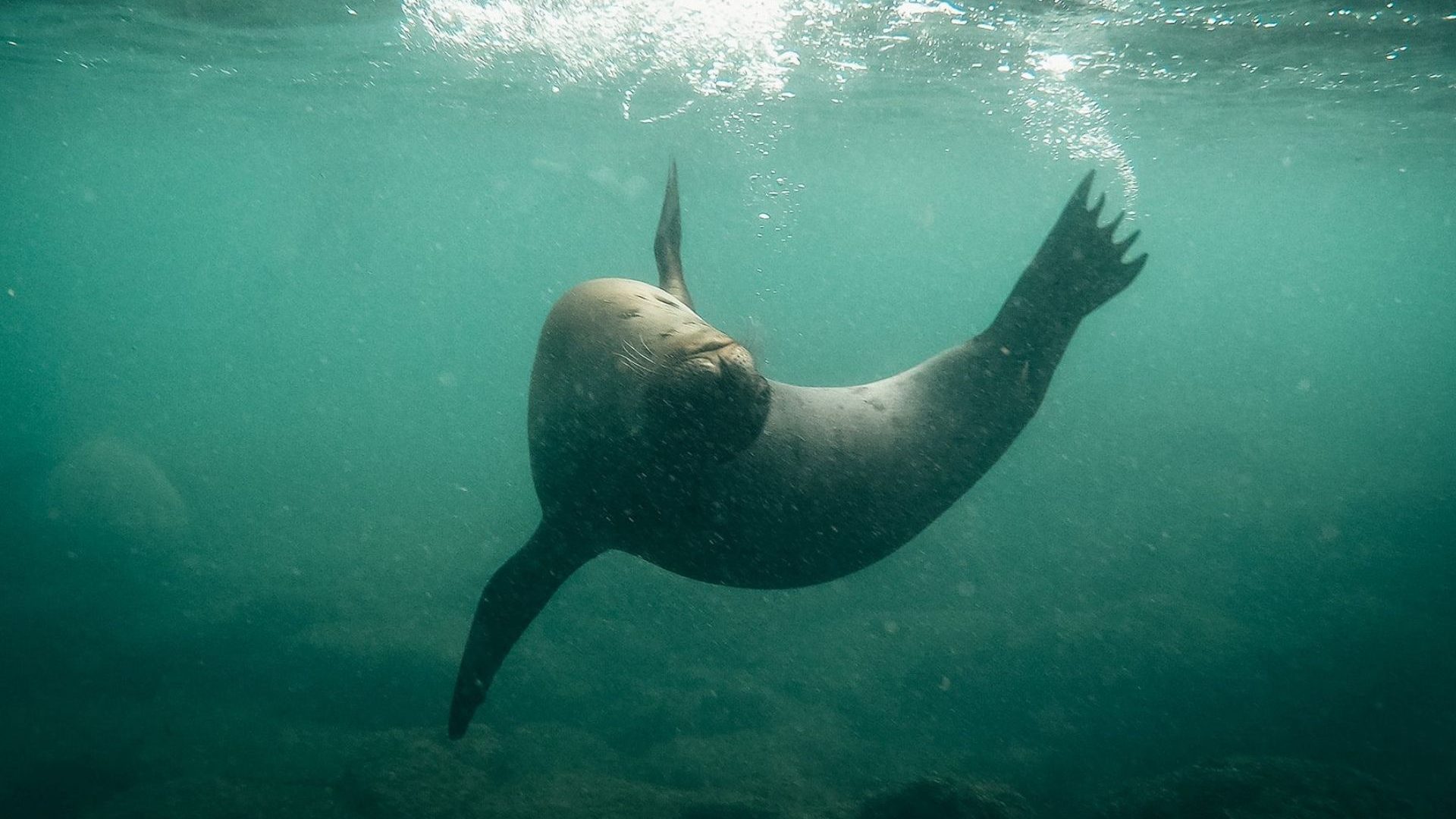 A sea lion swims among the rocks of Devil's Crown off Isla Floreana.